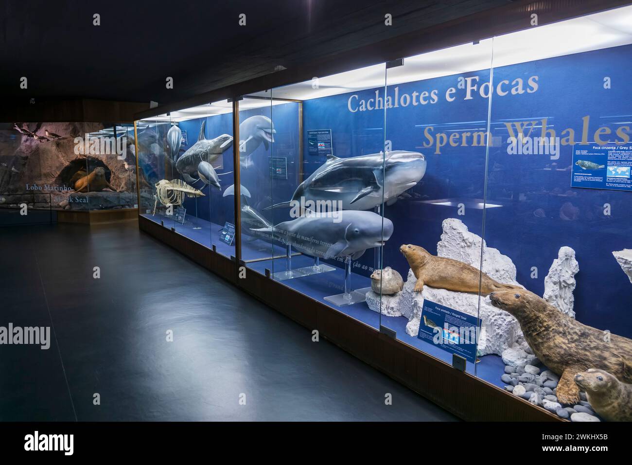 Das Vasco da Gama Aquarium in Alges, Lissabon District, Portugal. Pottwale, Robben und Delfine in der Ausstellung im historischen Museumsaquarium, Open Stockfoto