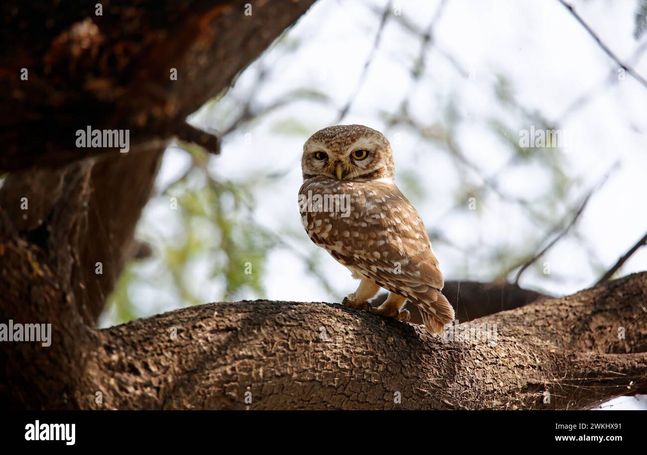 Gefleckte Eulenkuze auf einem Baum Stockfoto