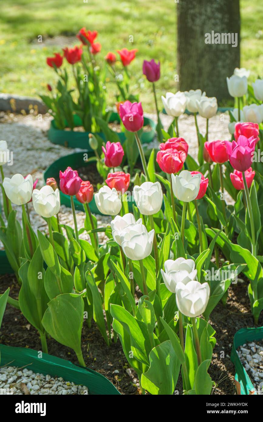Mischung aus roten, weißen und rosafarbenen Tulpenblüten mit grünen Blättern, die auf einer Wiese, einem Park, einem Blumenbeet und im Freien blühen. Welttag Der Tulpe. Tulpenfeld, Natur, sp Stockfoto