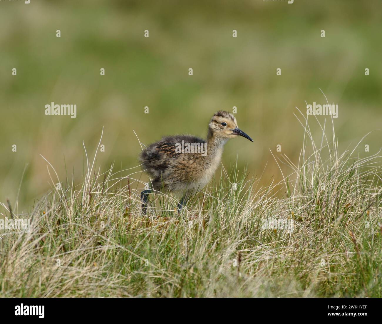 Eurasischer Brachvogel Numenius arquata, Küken, die durch weißes Gras am Moorrand spazieren, Juni. Stockfoto