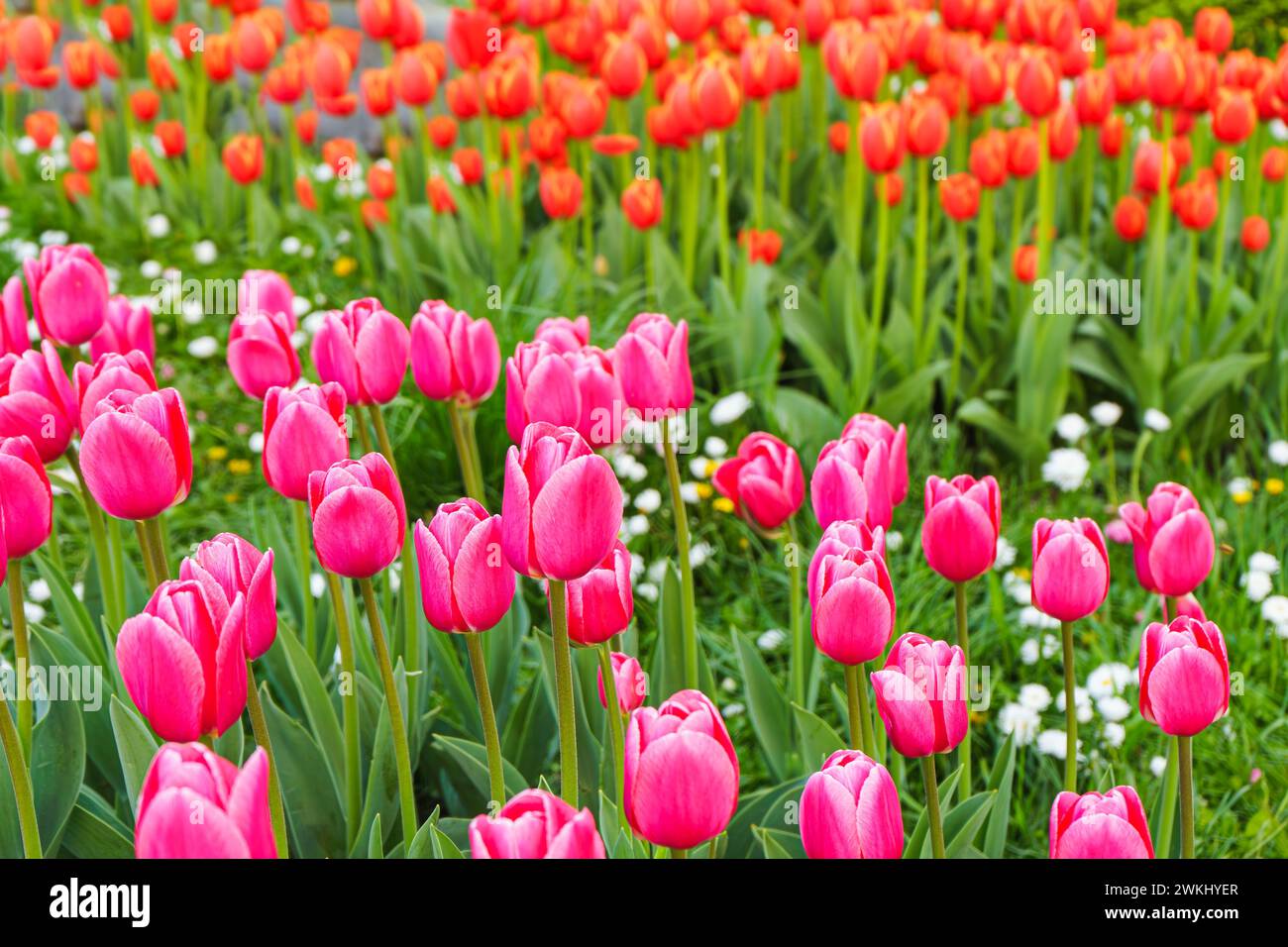 Eine Mischung aus rosa und roten Tulpenblüten mit grünen Blättern, die auf einer Wiese, einem Park, einem Blumenbeet und im Freien blühen. Welttag Der Tulpe. Tulpenfeld, Natur, Frühling, Stockfoto