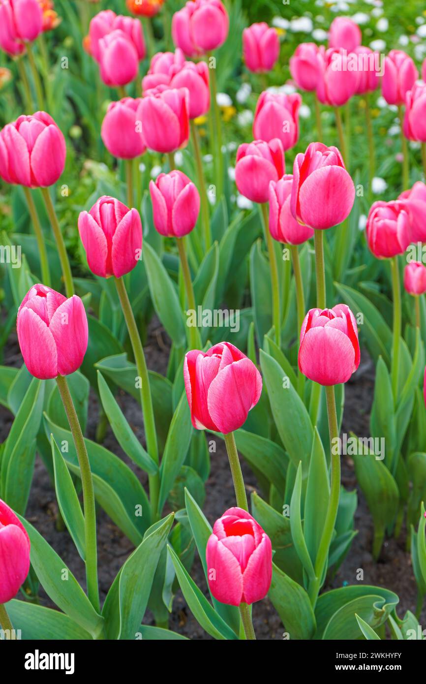 Viele rosa Tulpen debutante Blumen mit grünen Blättern, die auf einer Wiese, einem Park, einem Blumenbeet im Freien blühen. Welttag Der Tulpe. Tulpenfeld, Natur, Frühling, Stockfoto