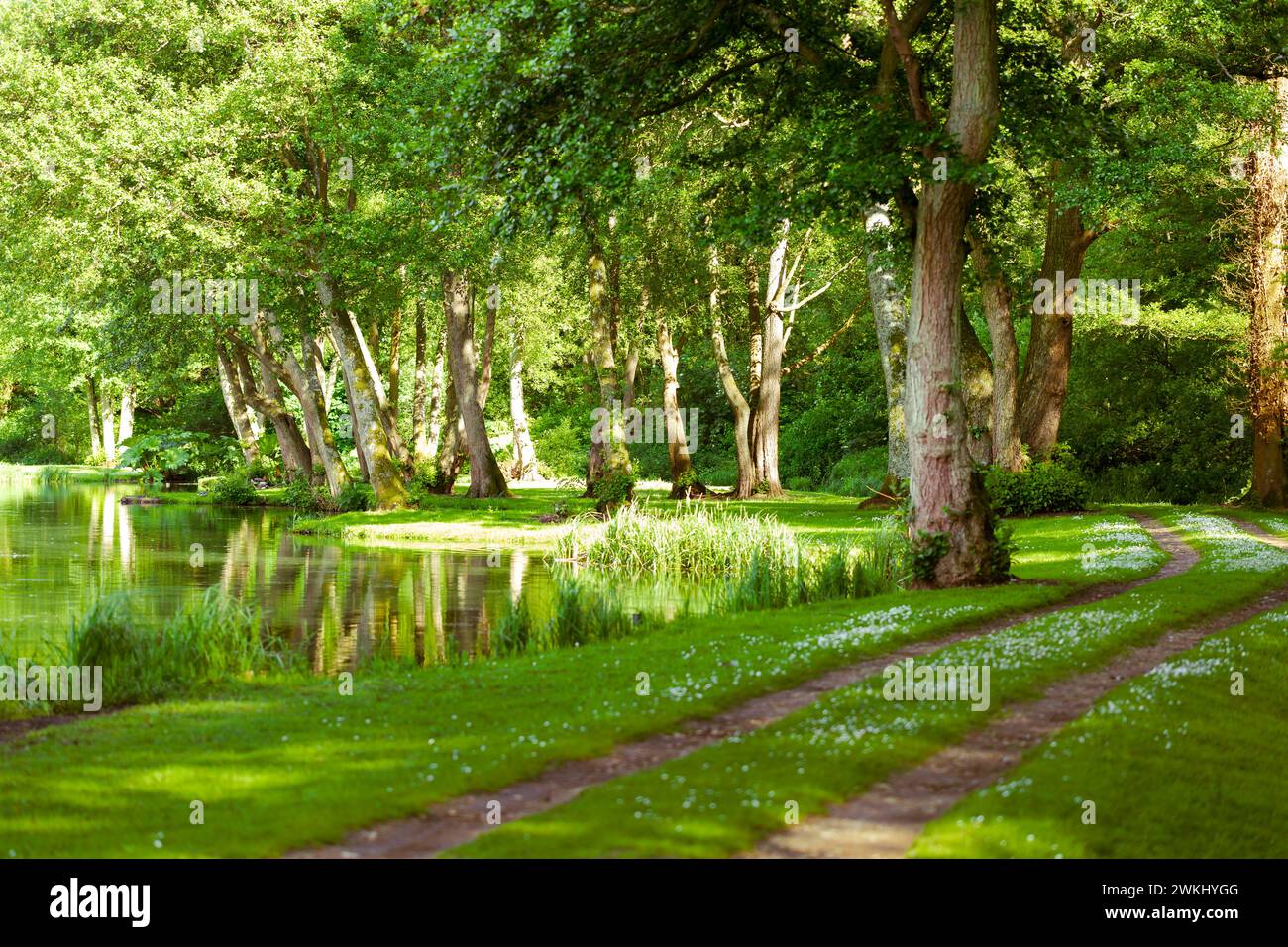 Wanderweg am Wasserteich, See in Albury, Guildford, Surrey, England, UK. Frühlingszeit mit grünen Bäumen, grünem Gras umgeben Stockfoto