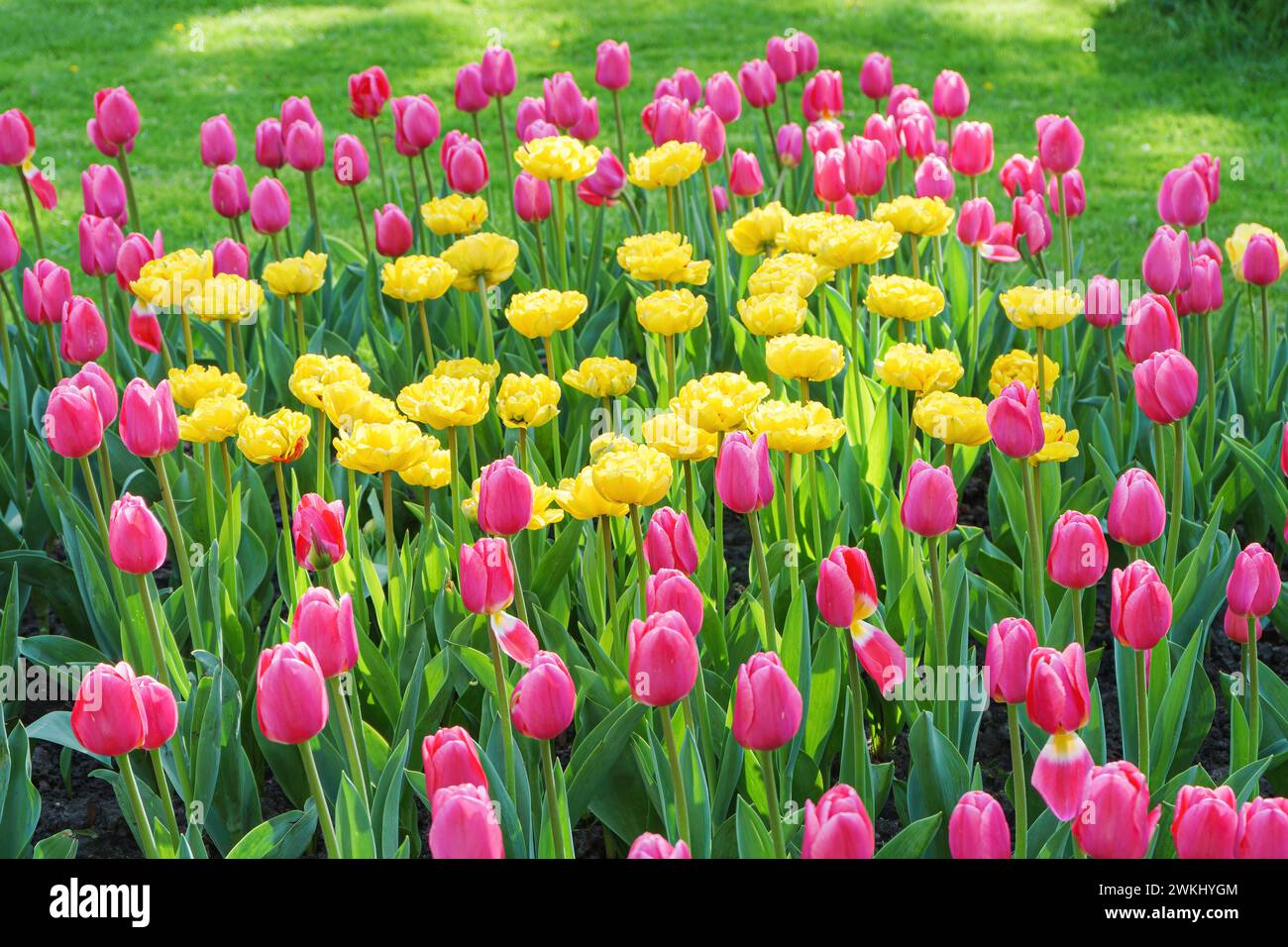 Mischung aus rosa und gelben Tulpenblüten mit grünen Blättern, die auf einer Wiese, einem Park, einem Blumenbeet und im Freien blühen. Welttag Der Tulpe. Tulpenfeld, Natur, Spri Stockfoto