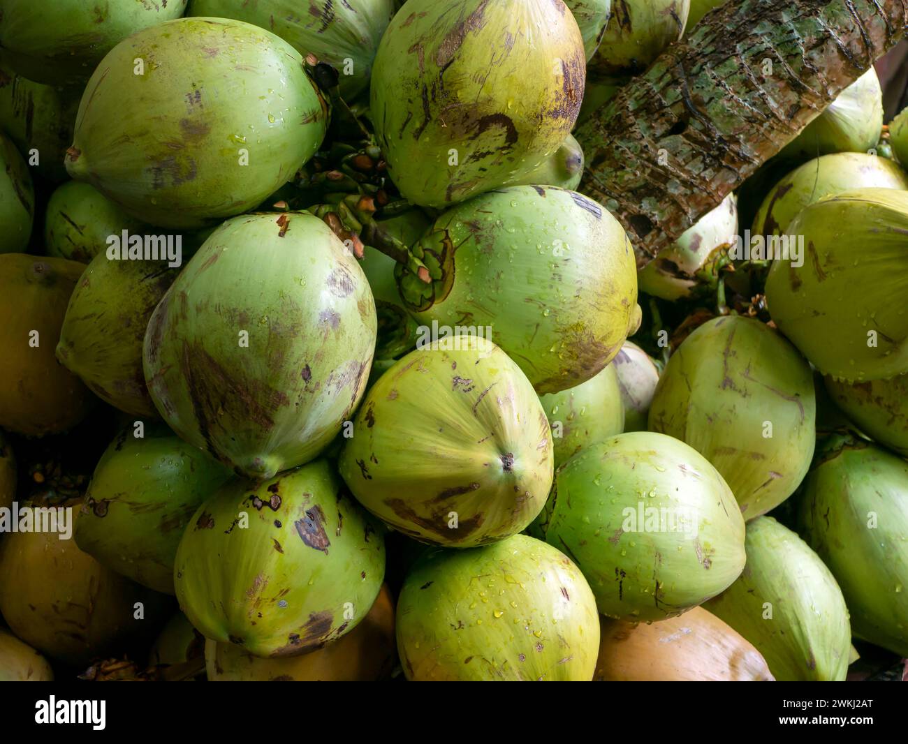 Ein Haufen frischer grüner junger Kokosnüsse in Yogyakarta, Indonesien. Stockfoto