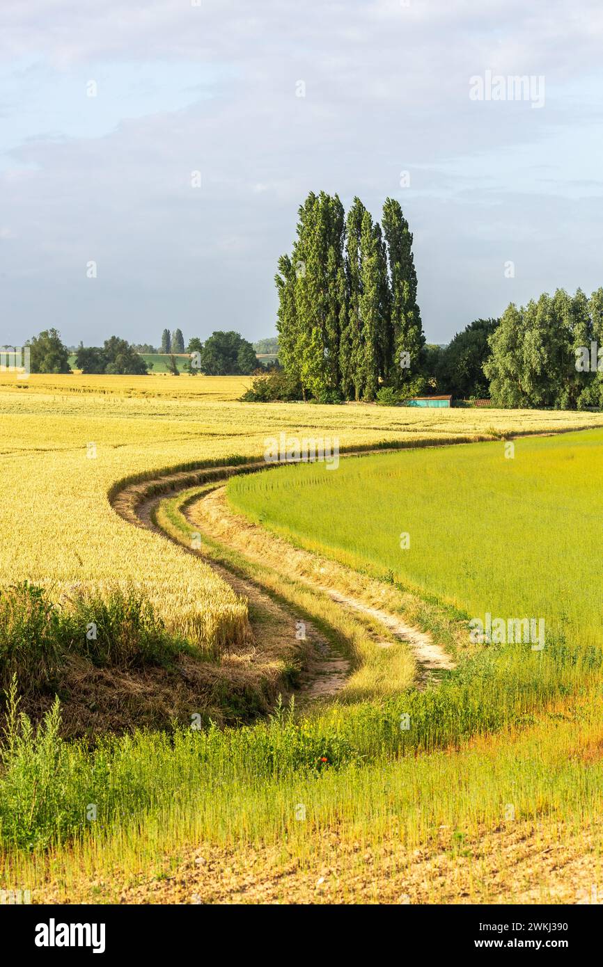 Verwinkelter Bauernpfad zwischen Feldern Stockfoto