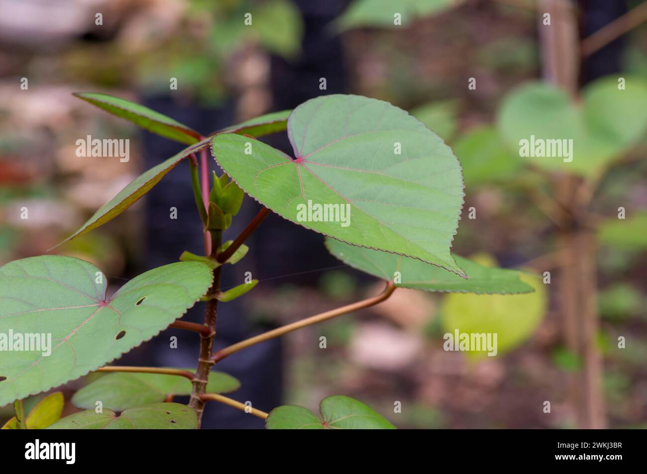 Daun Waru, Hibiscus tiliaceus oder Meereshibiskus grüne Blätter, herzförmige Blätter des Bonsai-Baumes. Stockfoto