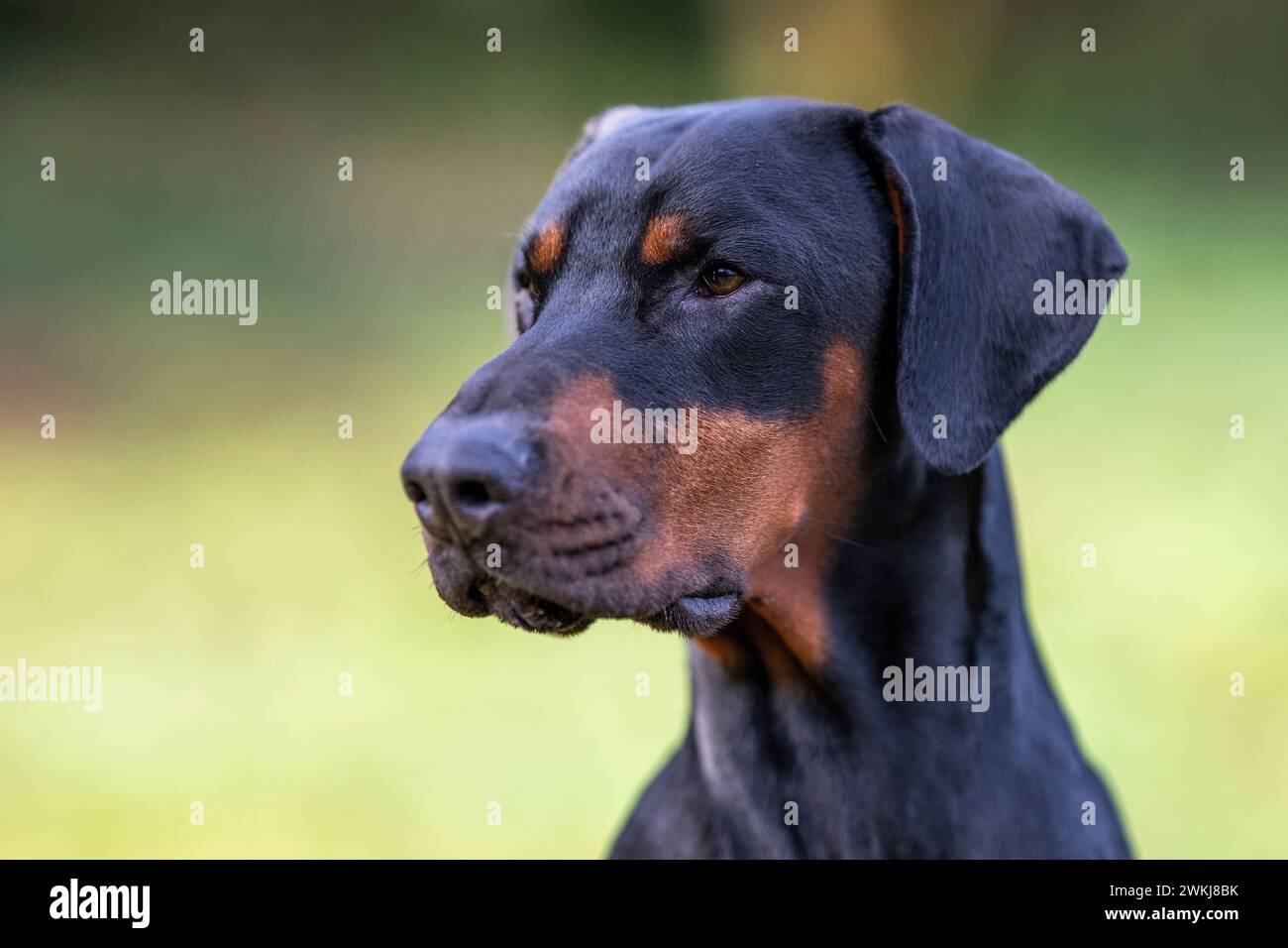 Porträt eines Doberman-Hundes im Feld Stockfoto