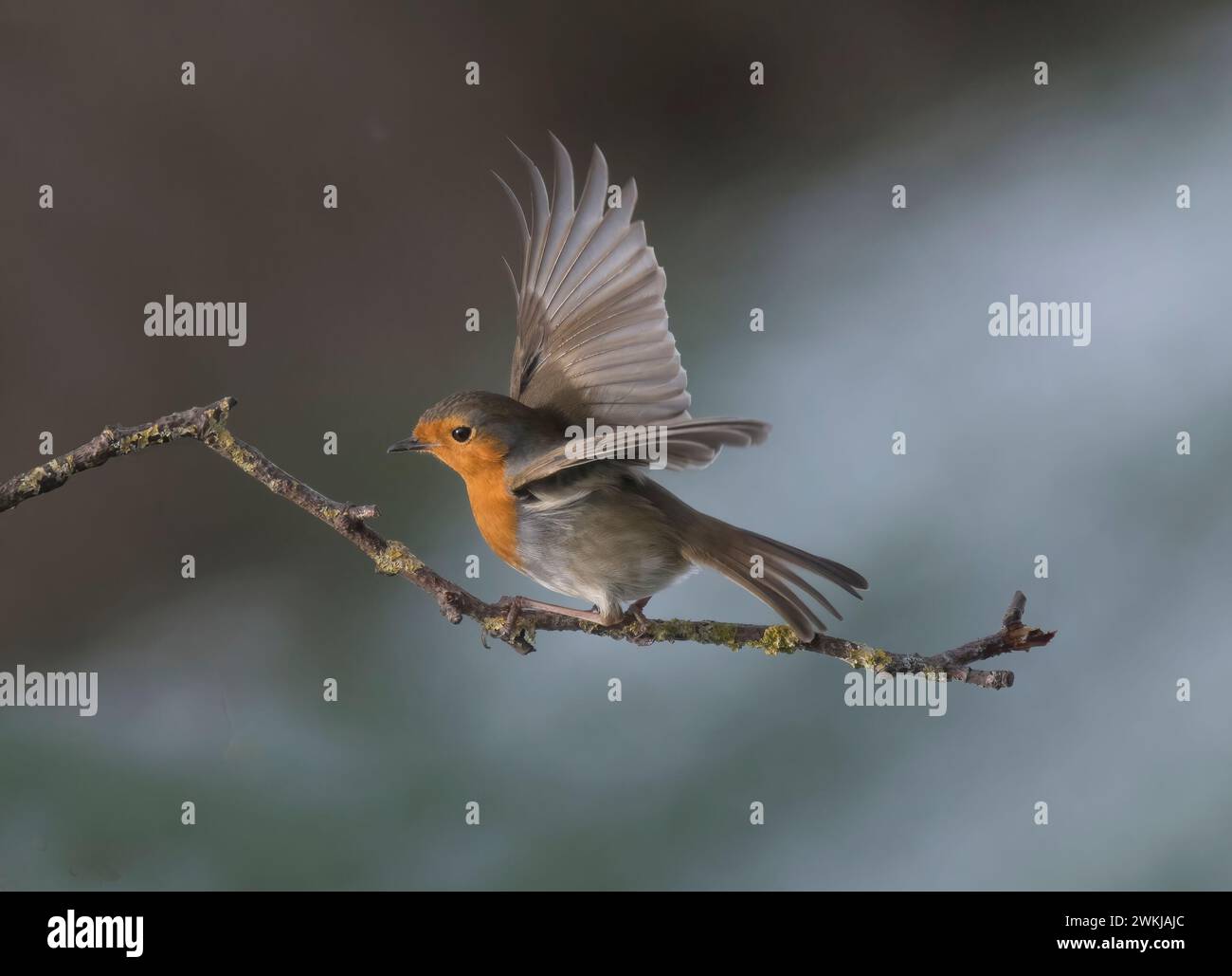 Europäischer Robin, erithacus rubecula, Abflug von der Niederlassung, Winter, Großbritannien Stockfoto