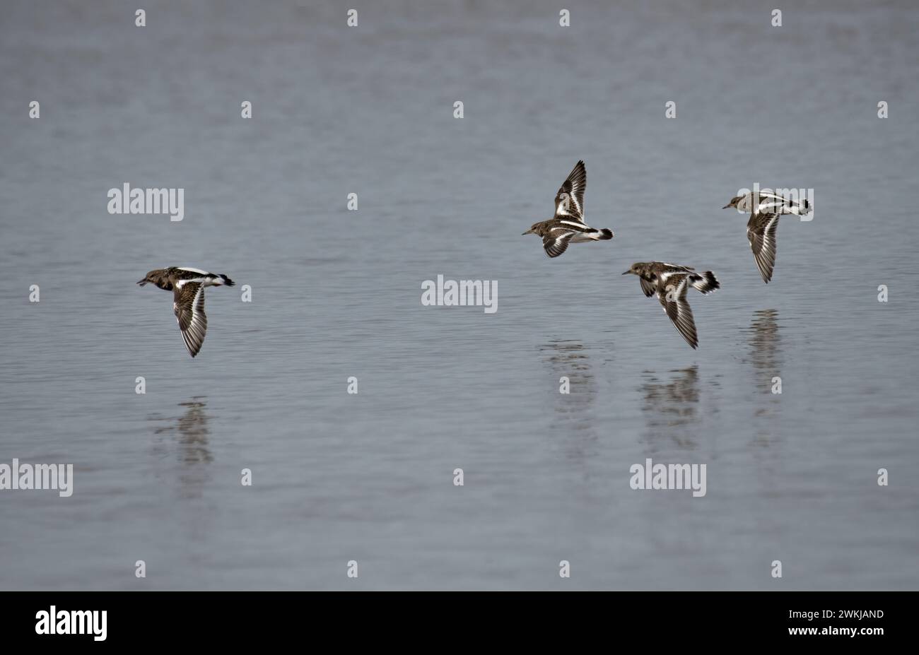 Überwinterungsschar von Ruddy Turnstones (Arenaria interpres) im Flug, Morecambe Bay, Großbritannien Stockfoto