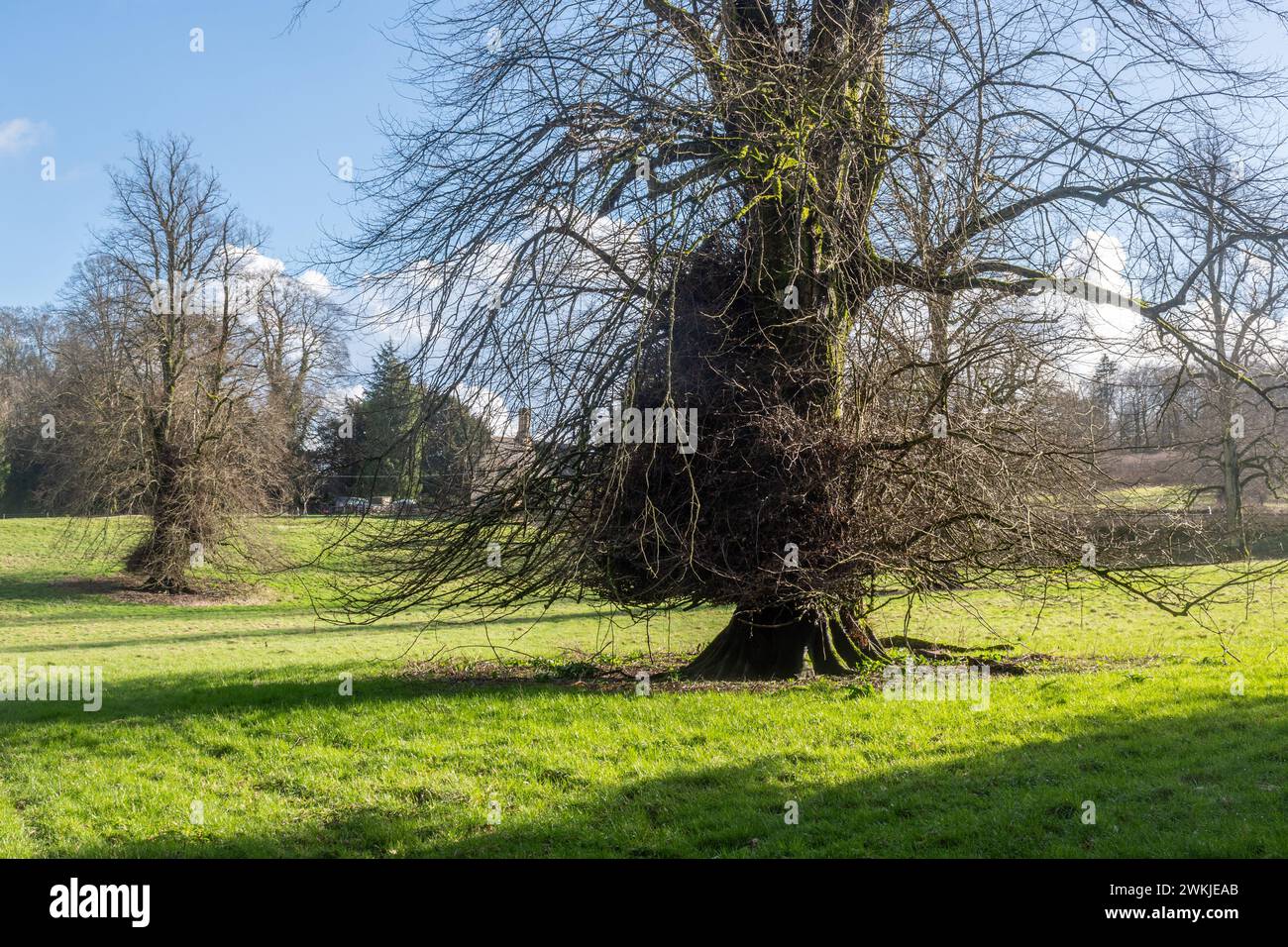 Reife Lindenbäume in Colesbourne Park Country Estate Gardens, Gloucestershire, England, Großbritannien Stockfoto