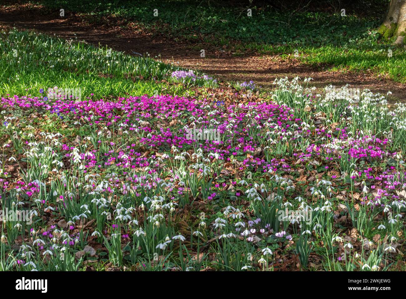 Teppich mit Blumen, Schneeglöckchen, Zyklamen und Krokussen im Februar in den Colesbourne Park Gardens in Gloucestershire, England, Großbritannien Stockfoto