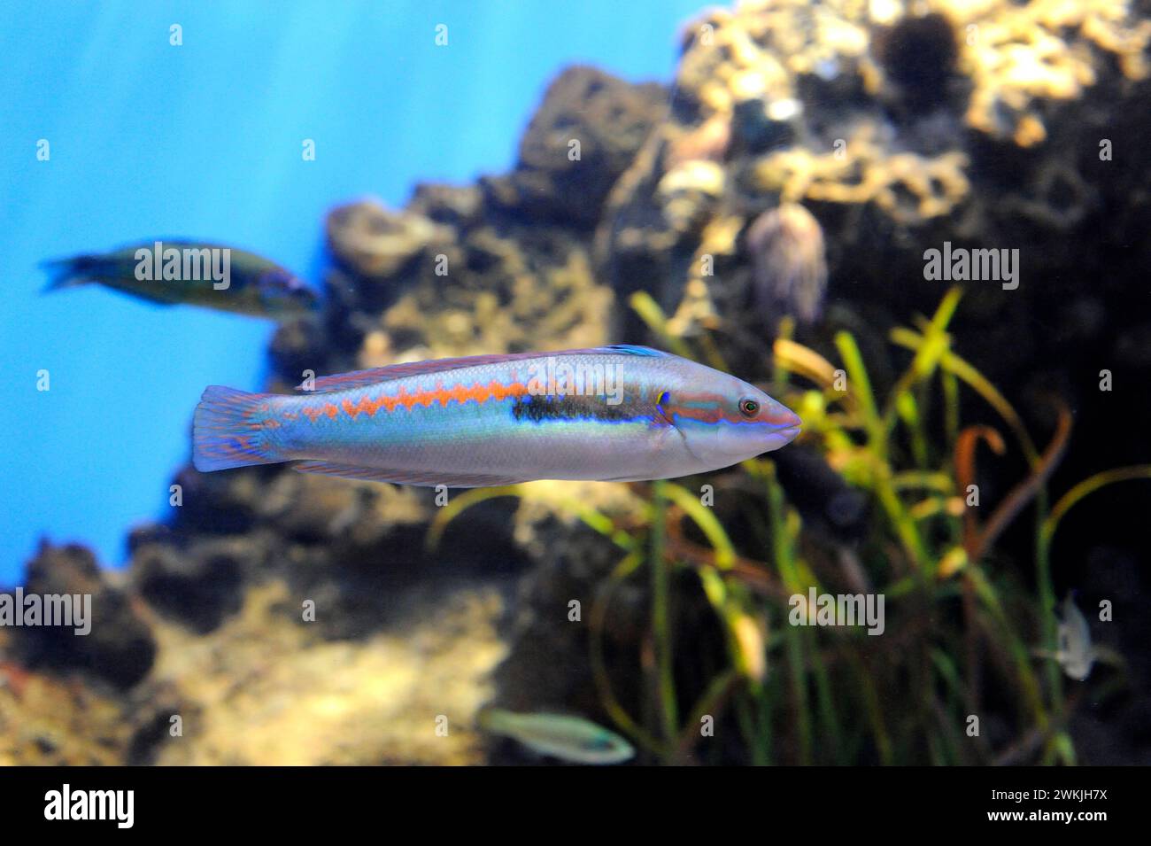 Der mediterrane Regenbogenfisch (Coris julis) ist ein fleischfressender Meeresfisch, der im Mittelmeer und im Nordostatlantik beheimatet ist. Männliche Probe. Stockfoto