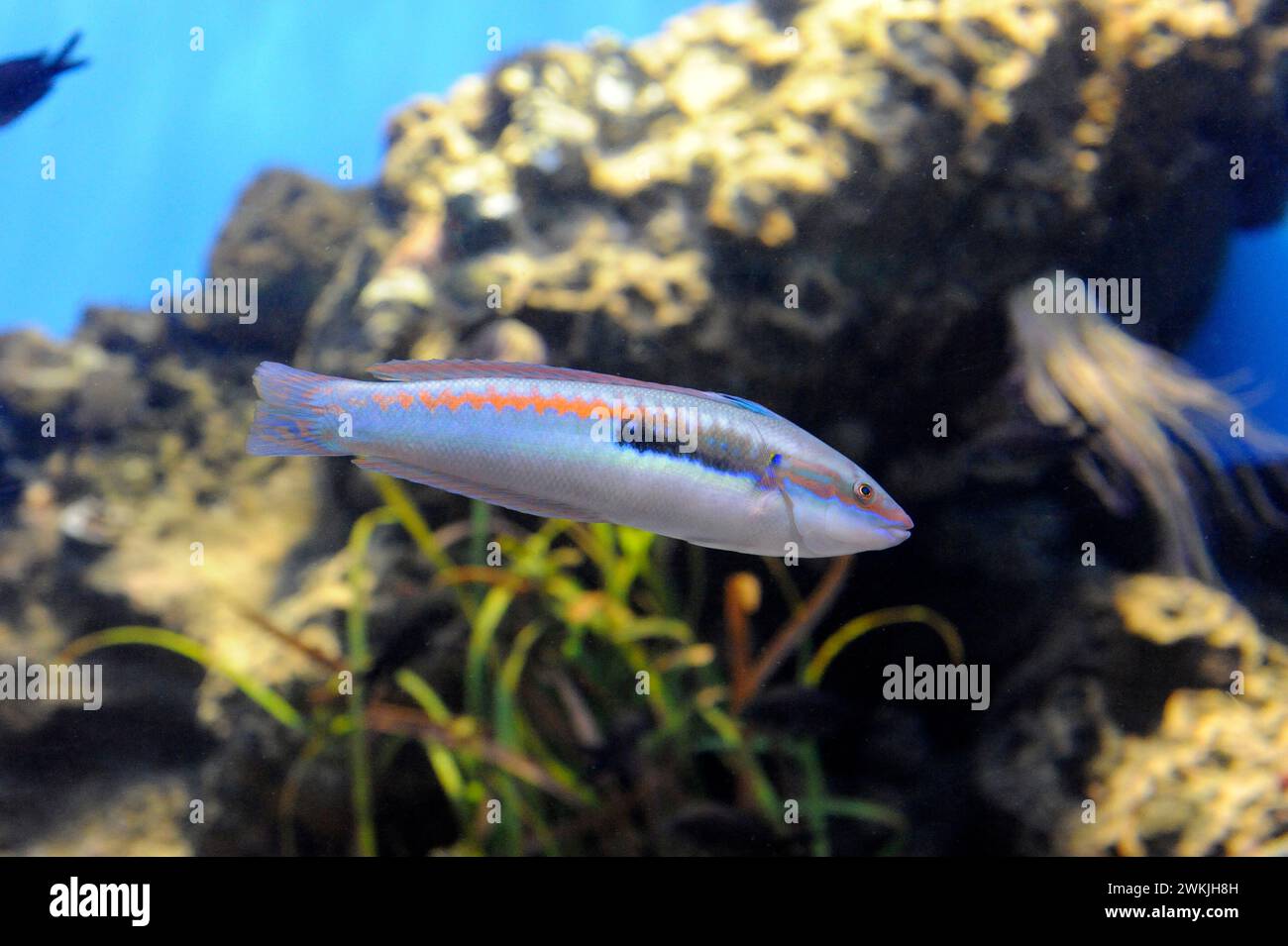 Der mediterrane Regenbogenfisch (Coris julis) ist ein fleischfressender Meeresfisch, der im Mittelmeer und im Nordostatlantik beheimatet ist. Männliche Probe. Stockfoto