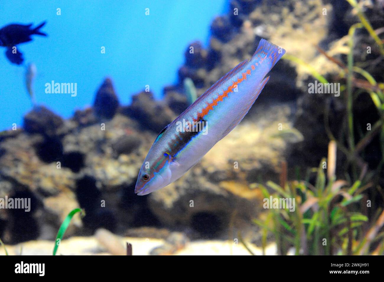 Der mediterrane Regenbogenfisch (Coris julis) ist ein fleischfressender Meeresfisch, der im Mittelmeer und im Nordostatlantik beheimatet ist. Männliche Probe. Stockfoto