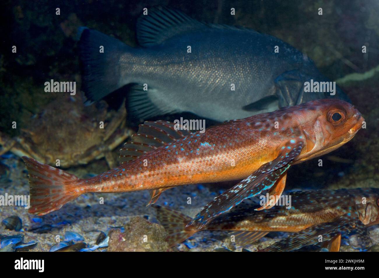 Dactylopterus volitans ist ein fleischfressender Meeresfisch, der im Atlantik und im Mittelmeer beheimatet ist. Stockfoto