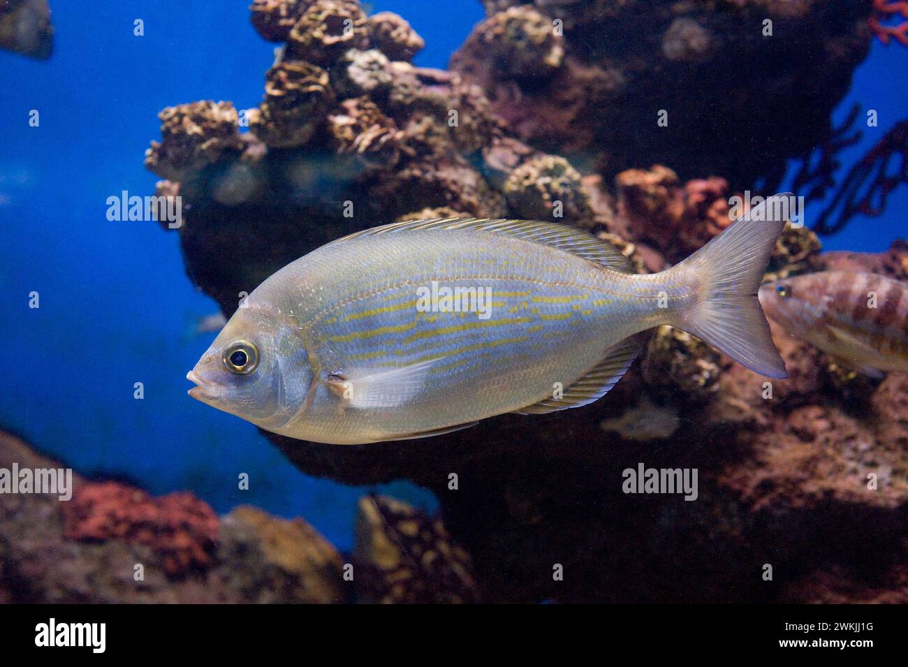 Dreamfish oder salema (Sarpa salpa) ist ein Meeresfisch, der im östlichen Atlantischen Ozean und im Mittelmeer beheimatet ist. Stockfoto