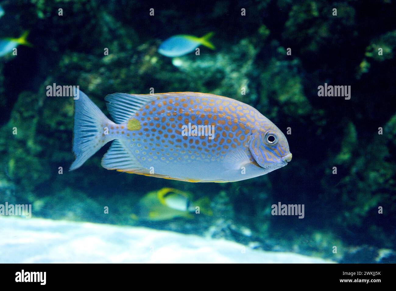 Orangenfleckiger Rabbitfisch (Siganus guttatus) ist ein Meeresfisch, der im östlichen Indischen Ozean und im westlichen Pazifik beheimatet ist. Stockfoto