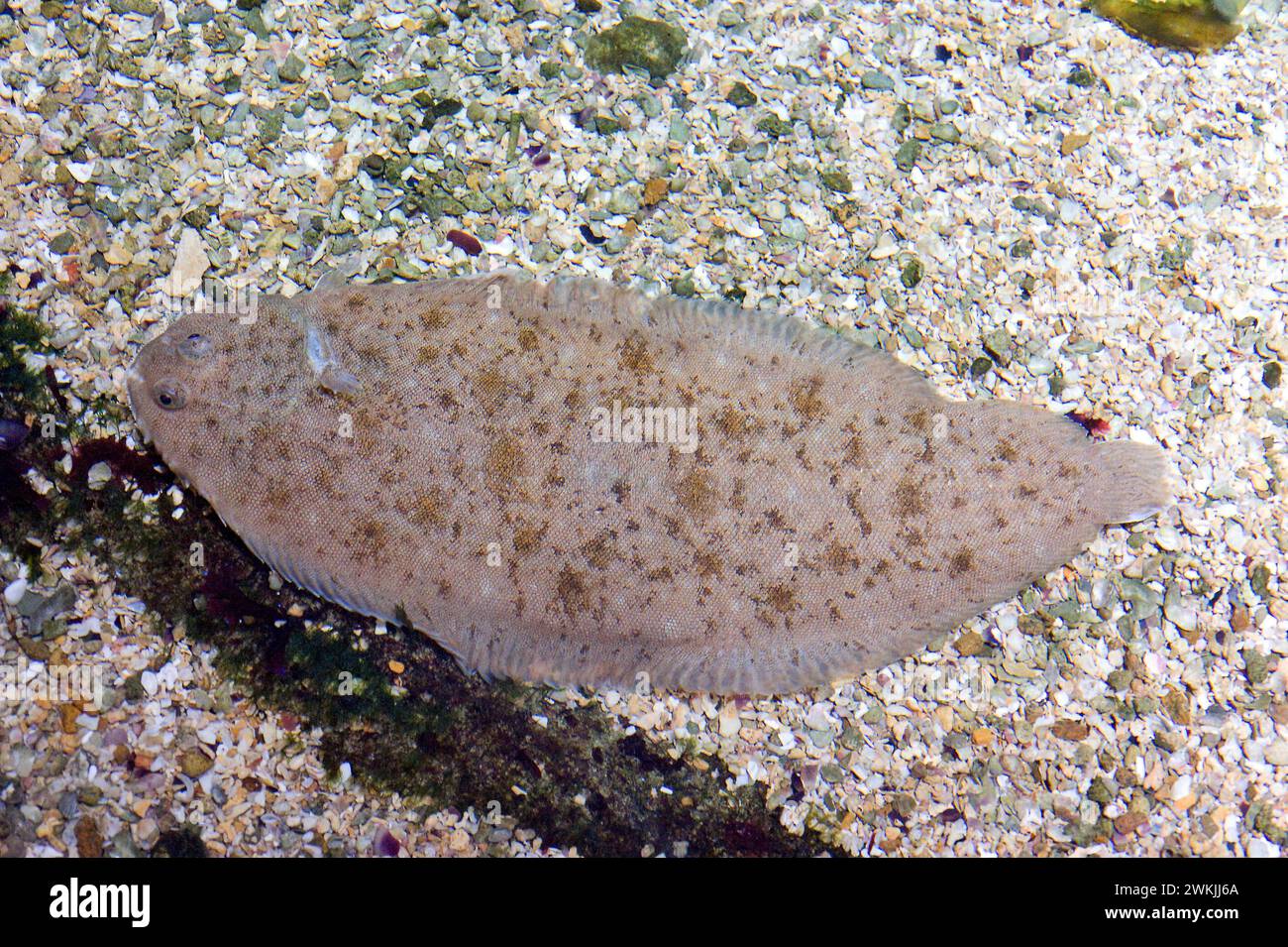 Die Seezunge (Solea solea) ist ein benttischer Flachfisch, der an der Mittelmeerküste und an der nordatlantischen Küste beheimatet ist. Stockfoto