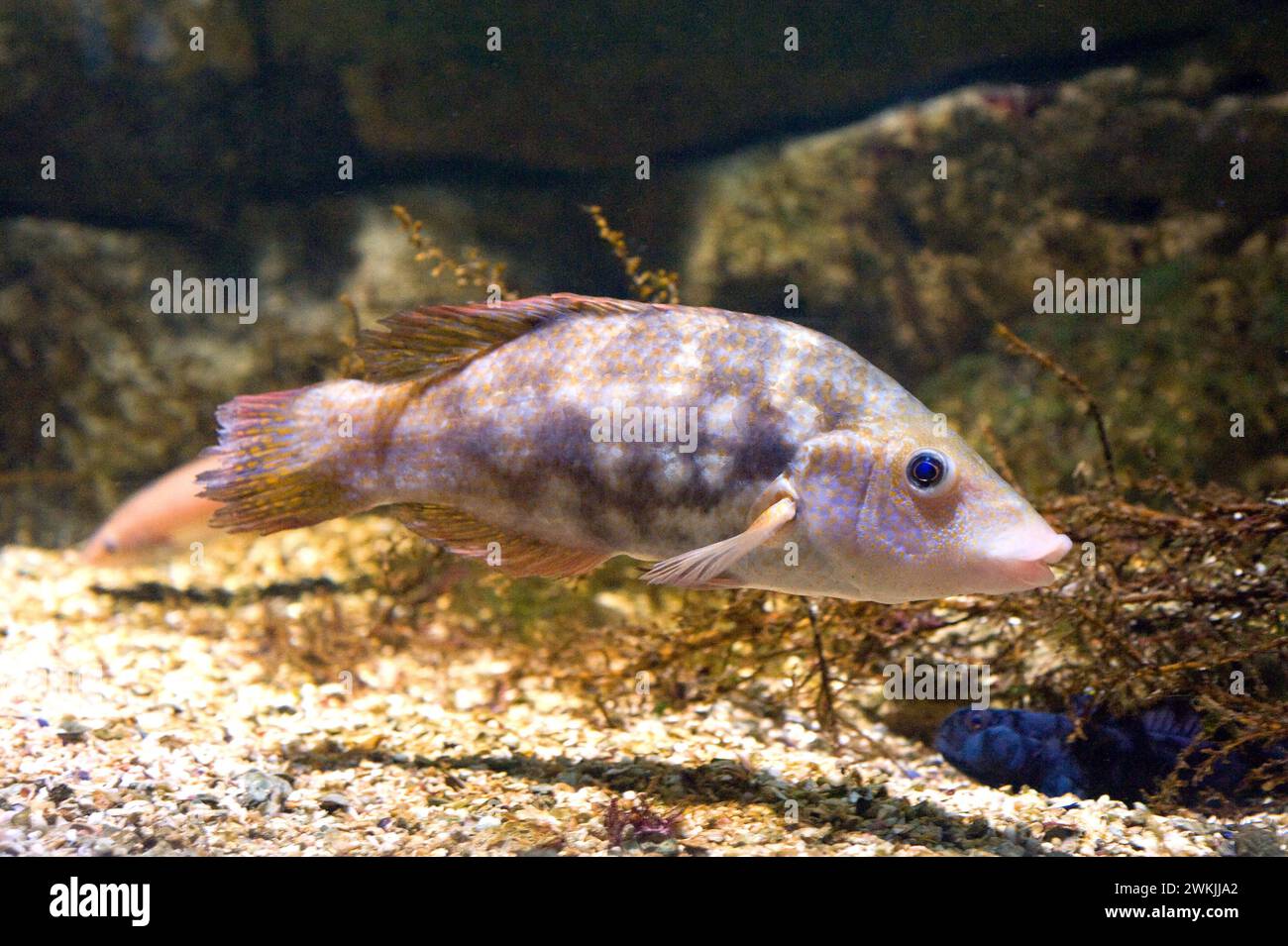 Korkwingwrass (Symphodus mops) ist ein Meeresfisch, der im Mittelmeer und im östlichen Atlantischen Ozean, von Norwegen bis Marokko, beheimatet ist. Stockfoto