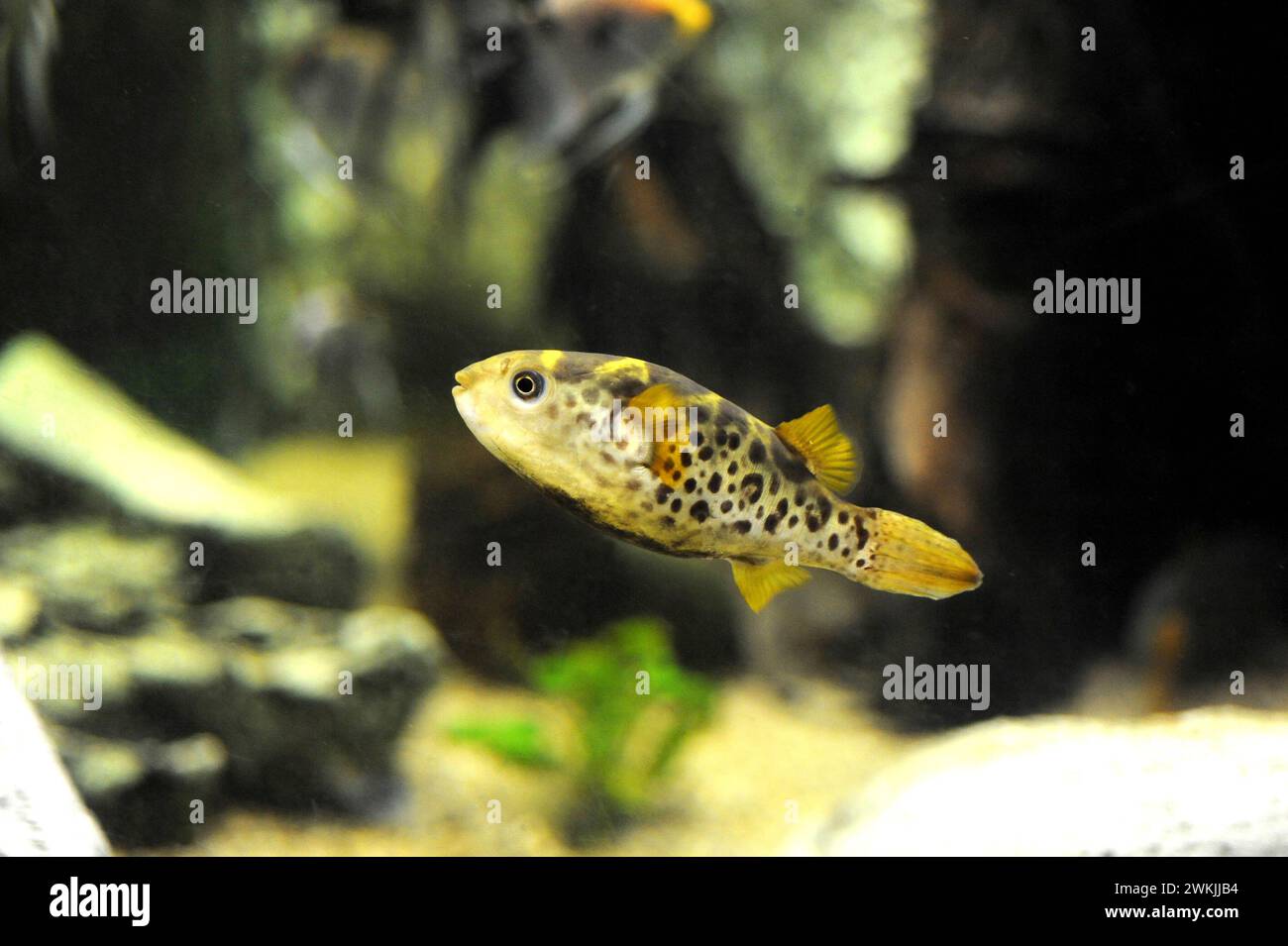 Kugelfisch (Tetraodon schoutedeni) ist ein Süßwasserfisch aus dem Kongo-Flussbecken. Stockfoto
