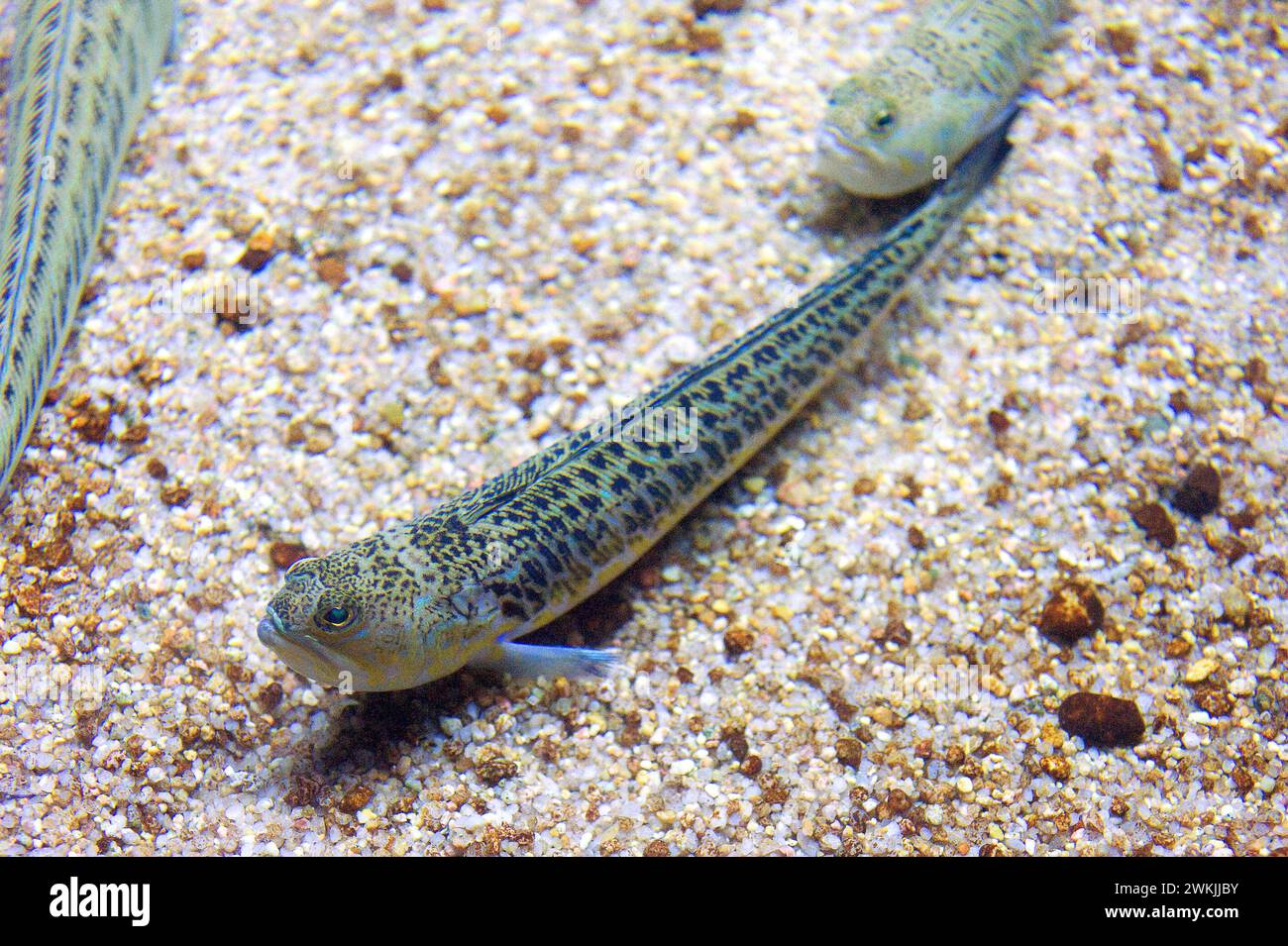 Großweever (Trachinus draco) ist ein mariner giftiger Fisch, der im Mittelmeer und im oster-Atlantik von Norwegen bis Marokko beheimatet ist. Stockfoto