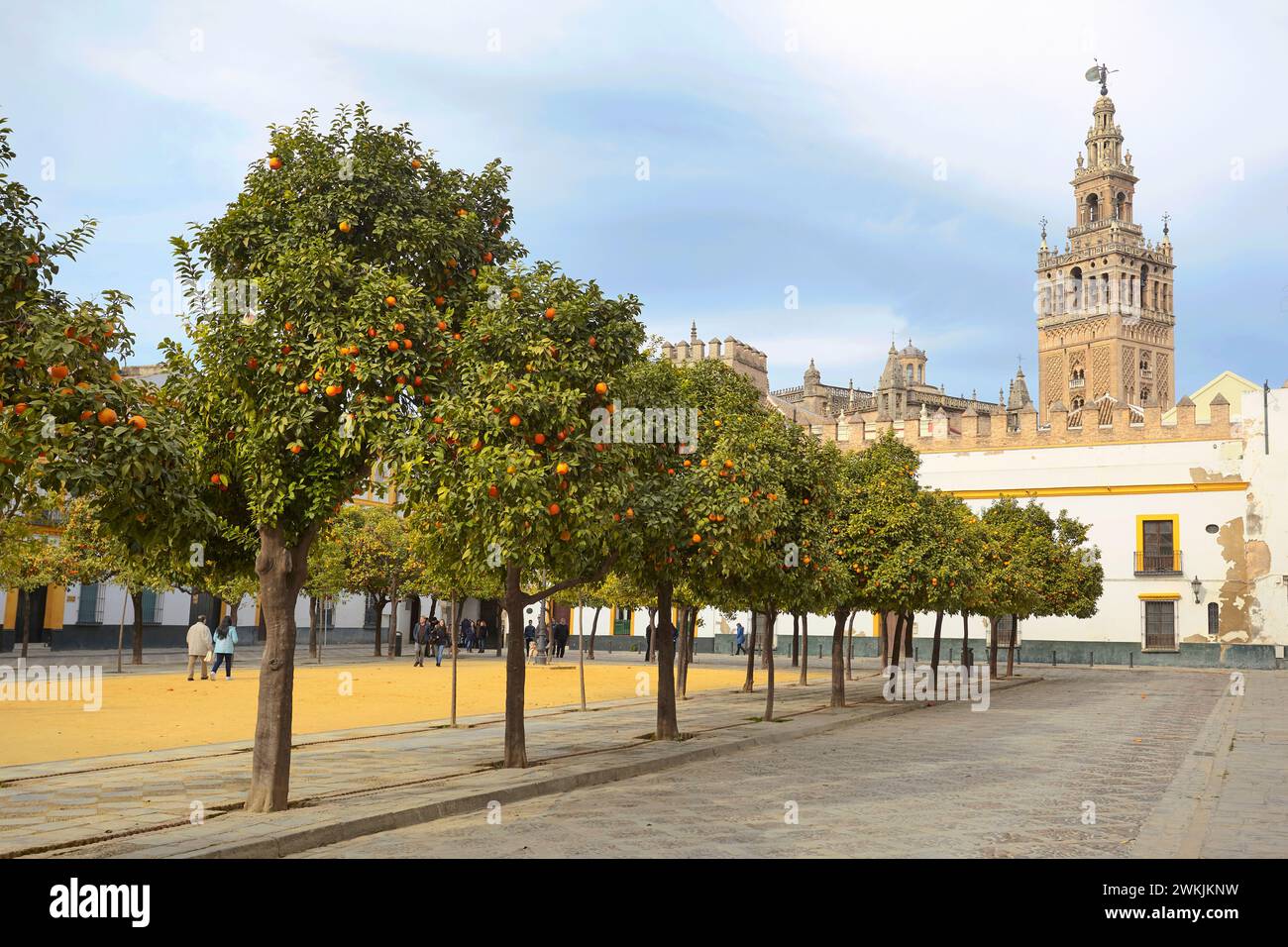 Orangenbäume in den „Patios de la Bandera“ mit der Giralda-Turmglocke im Hintergrund, Sevilla, Andalusien, Spanien, Europa. Stockfoto