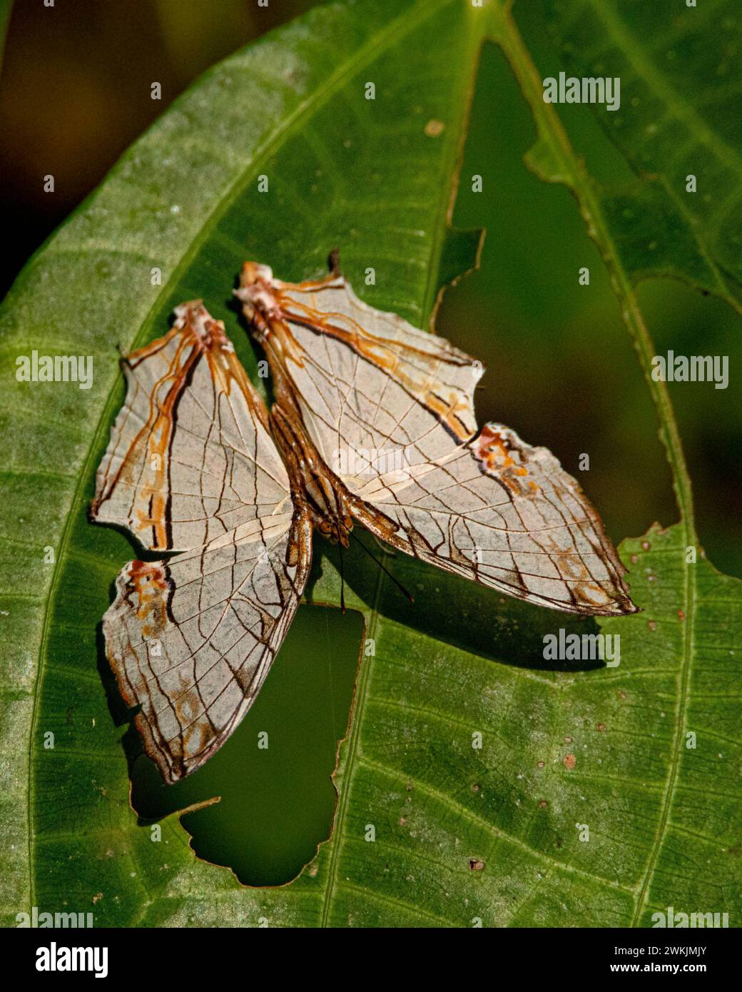 Veiled in Wings: The filigrane Dance of Decay Leaves and Insekt Elegance Stockfoto