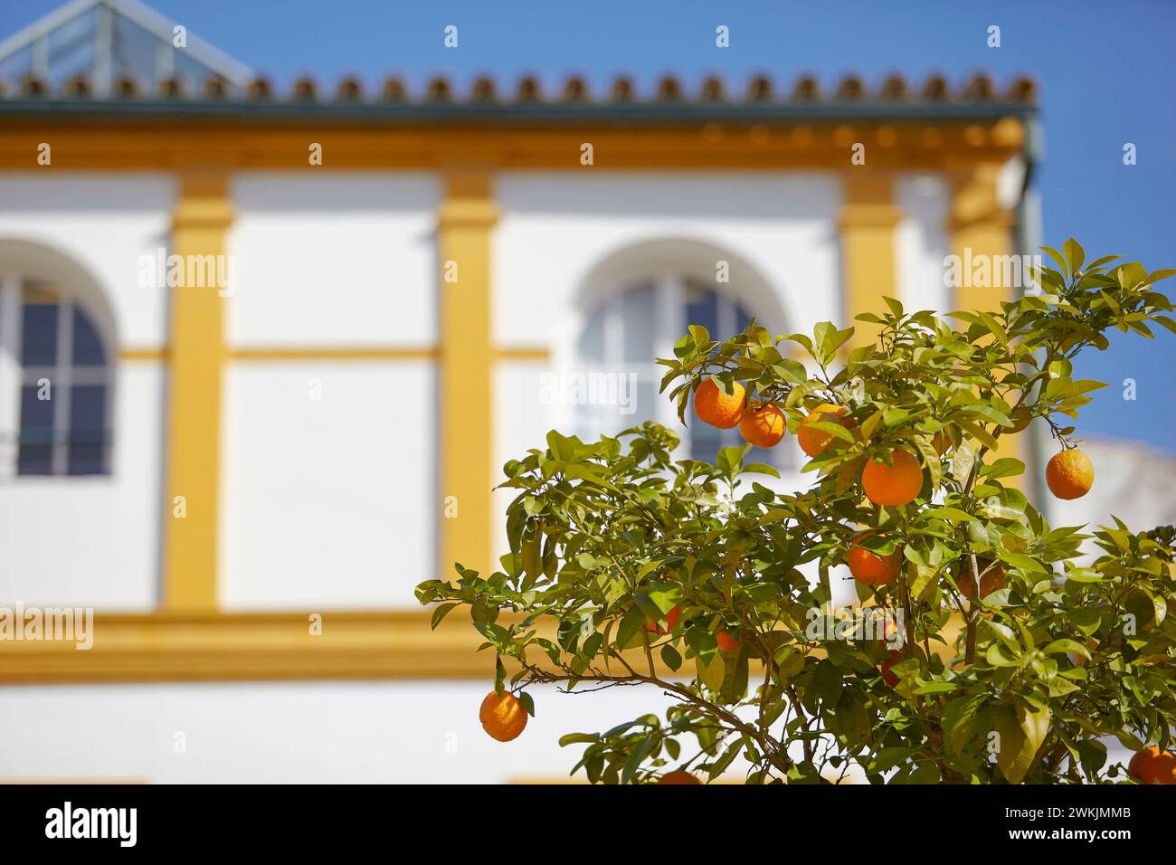 Detail eines Orangenbaums in den „Patios de la Bandera“, Sevilla, Andalusien, Spanien, Europa. Stockfoto