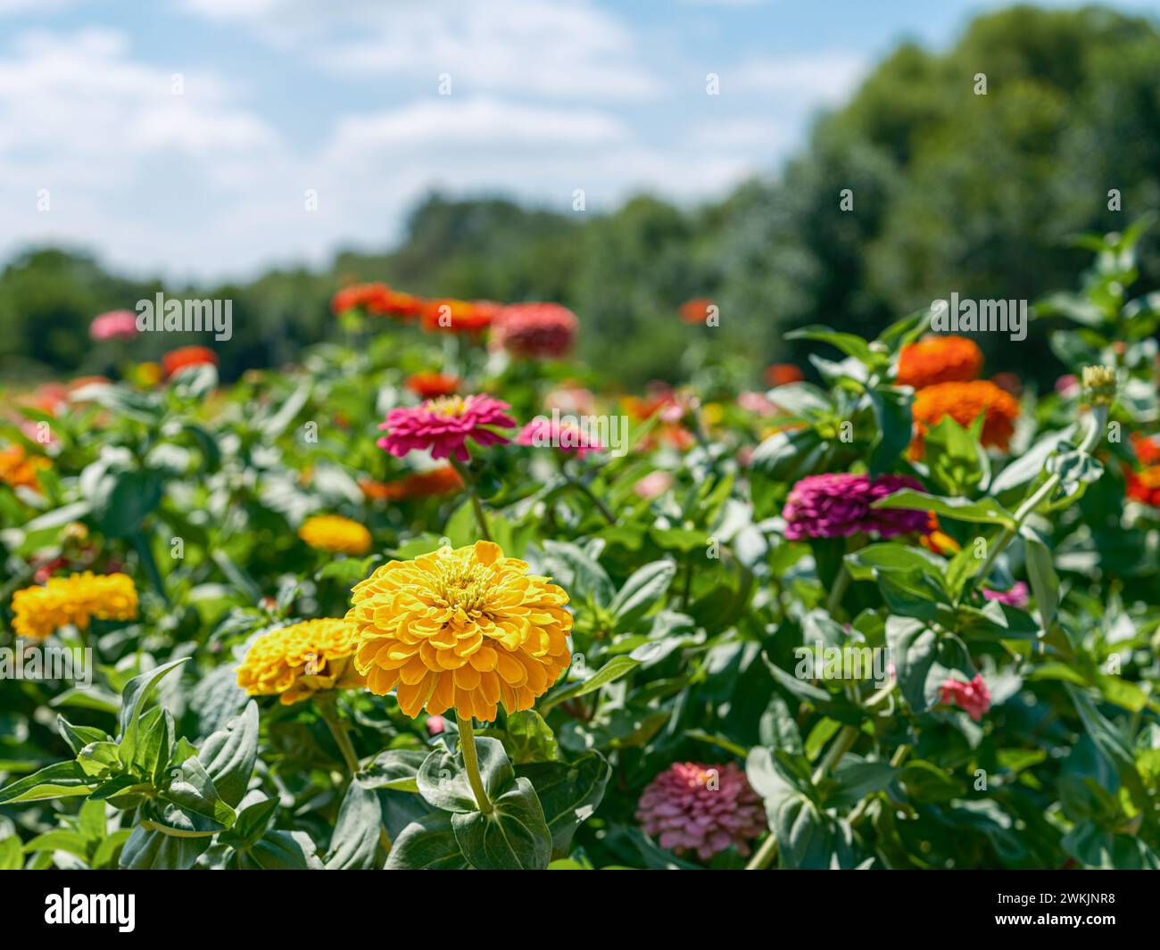 Ein Blumenfeld mit wilden Chrysanthemen Blüte mit lebendigen Farben Stockfoto
