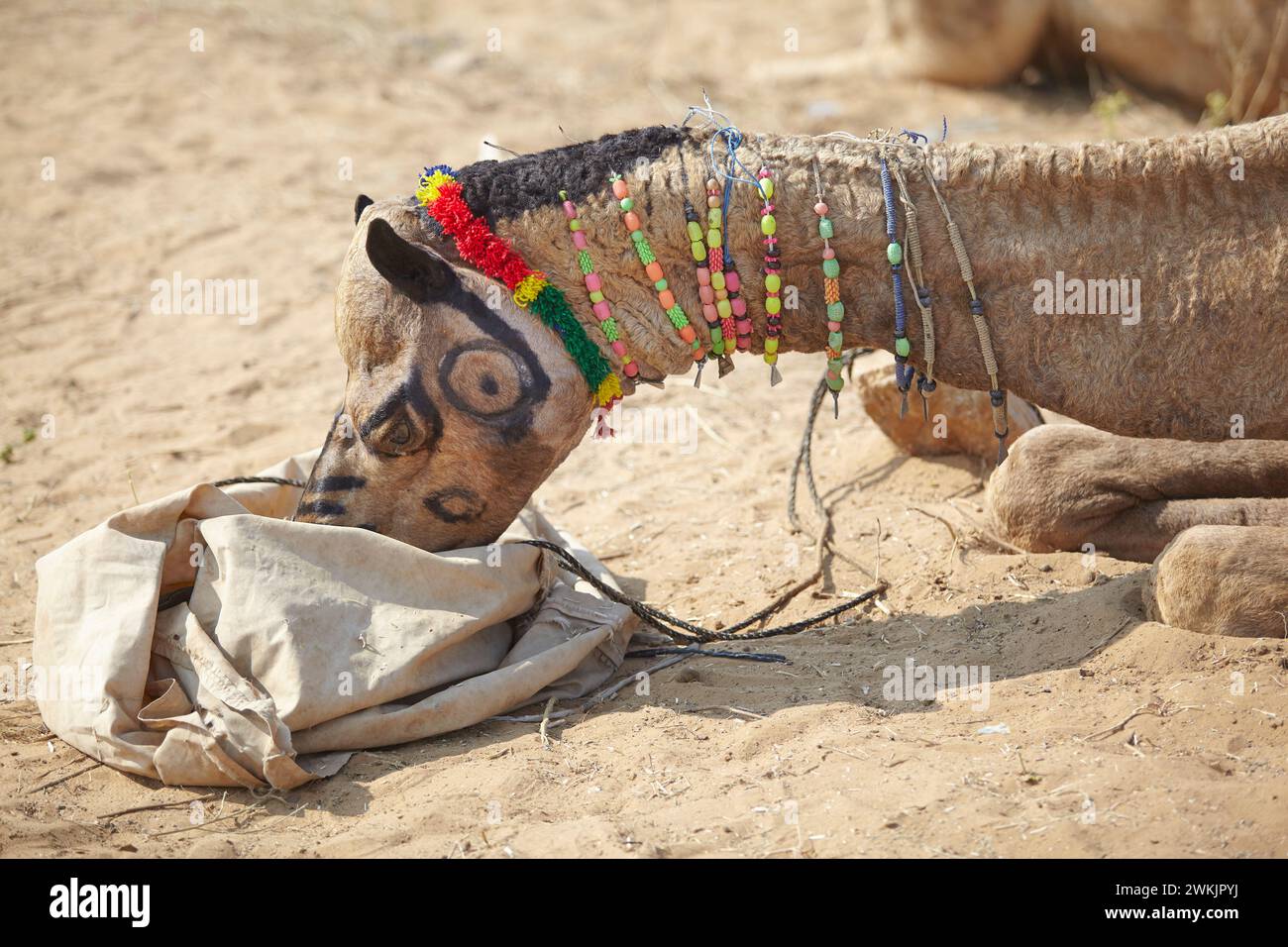 Ein Kamel, das anlässlich der Pushkar Kamelmesse in Rajasthan, Indien, dekoriert wurde. Stockfoto
