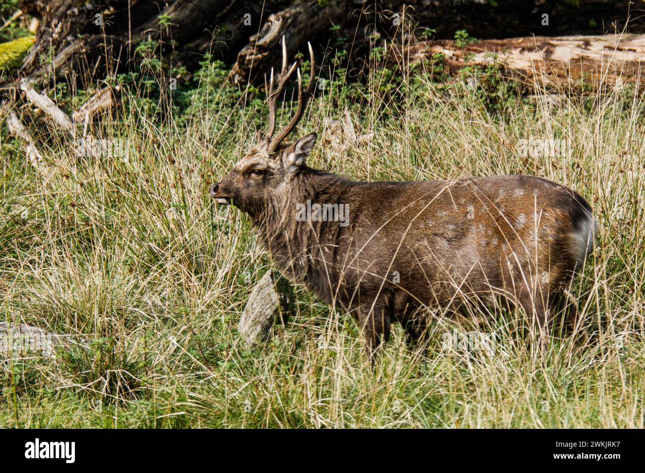 Sika-Hirsch auf der Wiese, Dyrehaven Naturpark, Dänemark Stockfoto