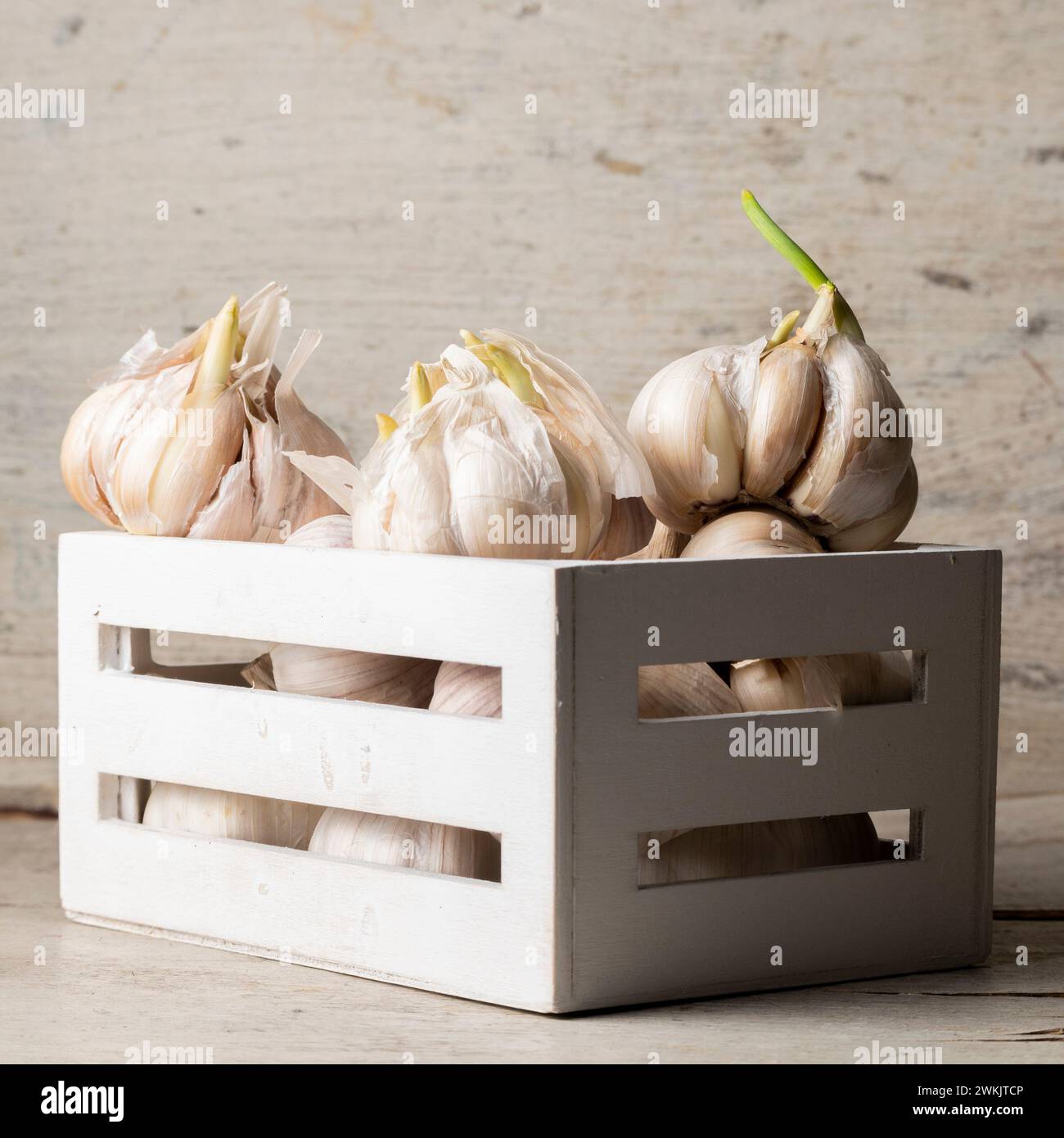 Nahaufnahme von gekeimtem trockenem Knoblauch, gesunde Lebensmittelzutat, landwirtschaftliche Nahrungsmittelernte Stockfoto