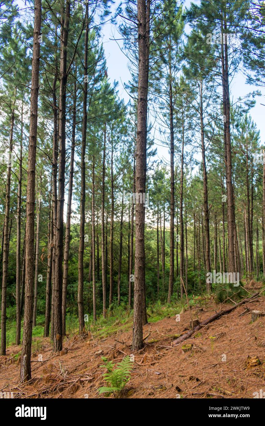 Kiefernplantage (Pinus sp.) Mit jungen, dünnen Bäumen in Sao Francisco de Paula - Serra Gaucha (Süden Brasiliens) Stockfoto