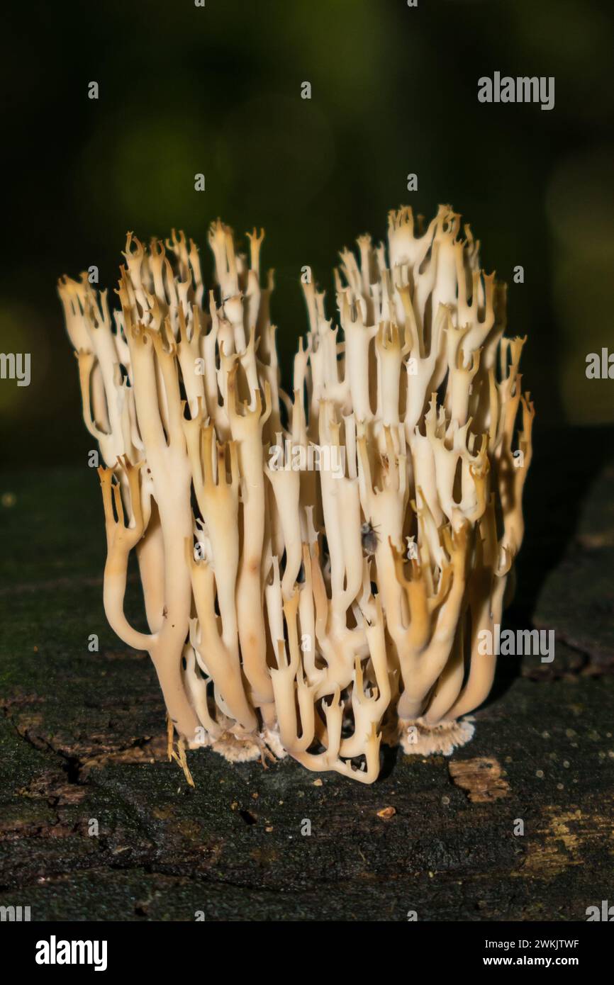 Wilde Korallenpilze der Gattung Artomyces in Sao Francisco de Paula - Serra Gaucha (Süden Brasiliens) Stockfoto