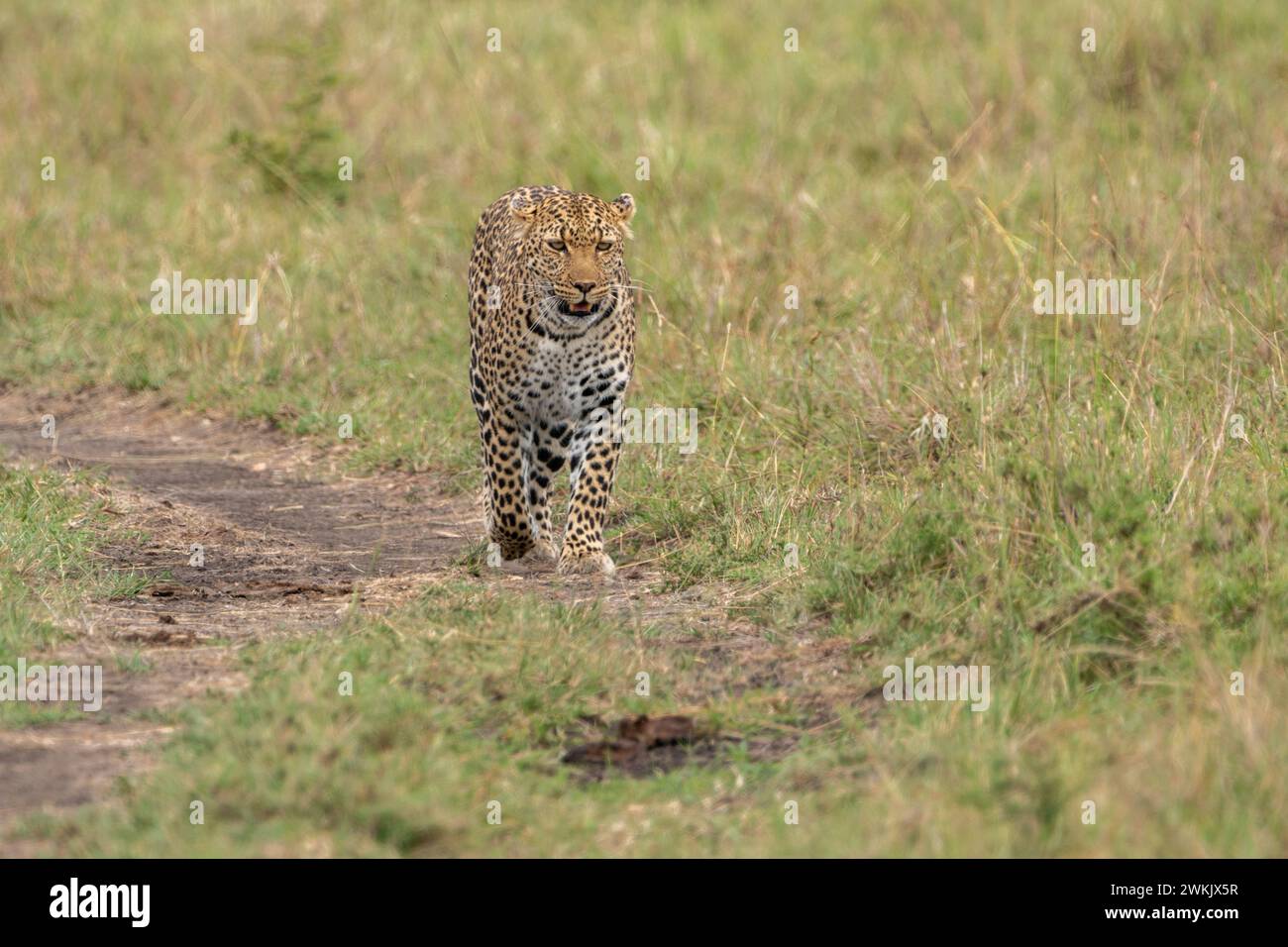 Leoparden spazieren durch das hohe Gras, Masaai Mara Kenia Africa Stockfoto