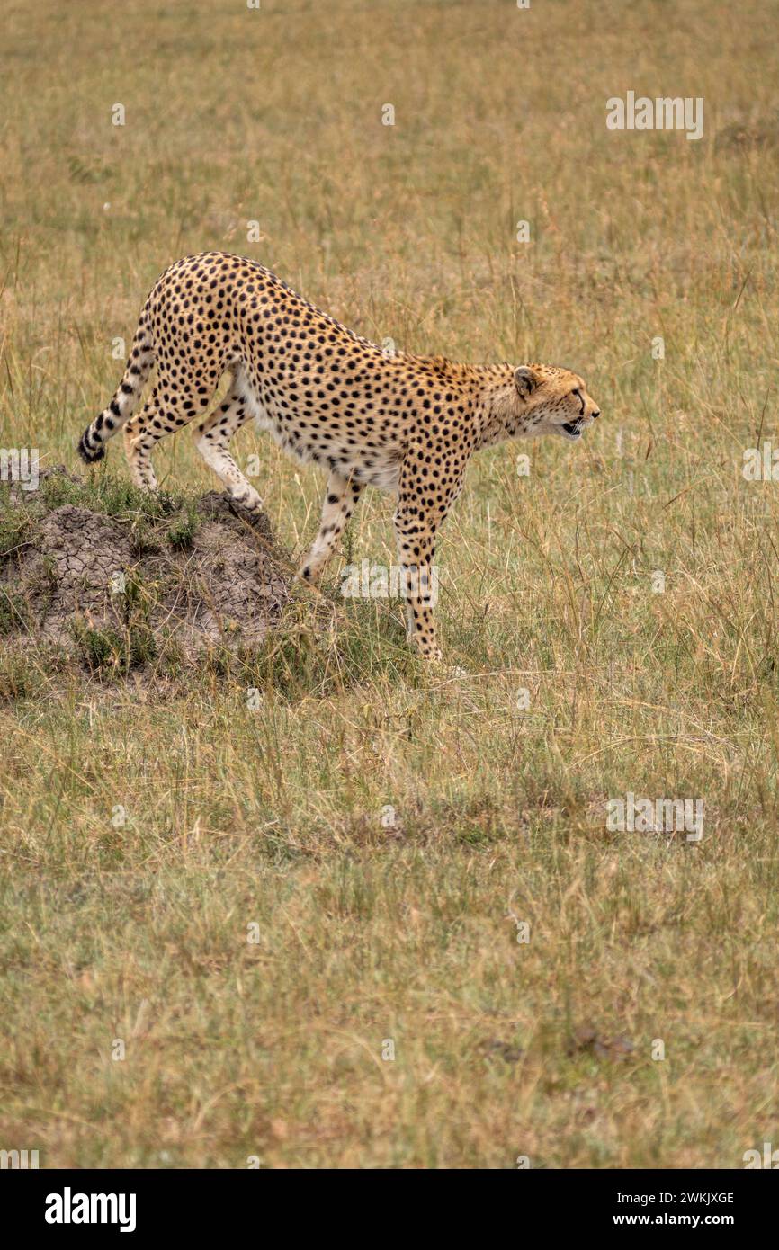 Gepard, auf einem Termitenhügel, auf der Suche nach Beute. Masaai Mara Kenia Stockfoto