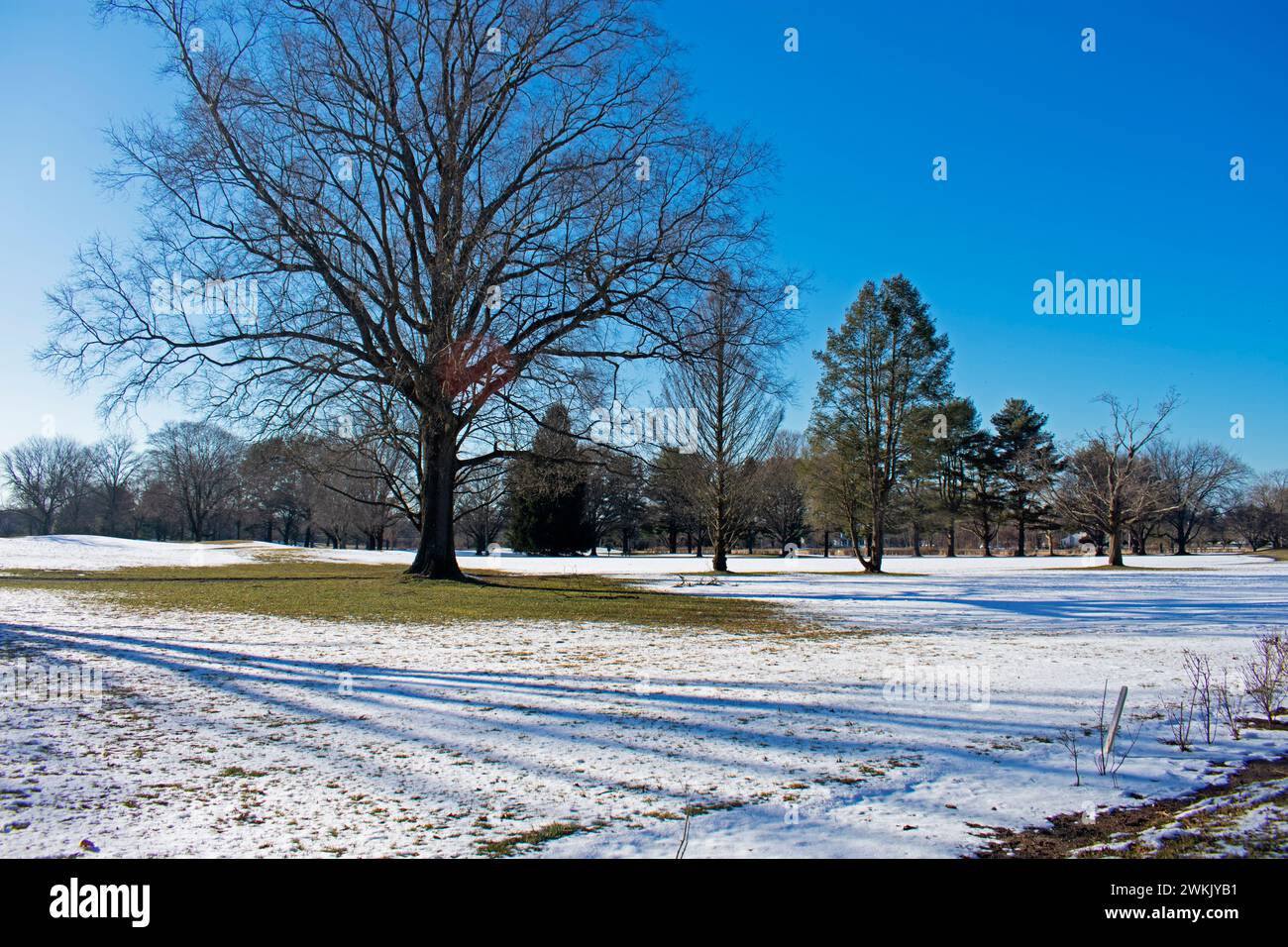 Lange Schatten karger Bäume fallen am späten Nachmittag an einem sonnigen Tag auf ein schneebedecktes Feld -01 Stockfoto