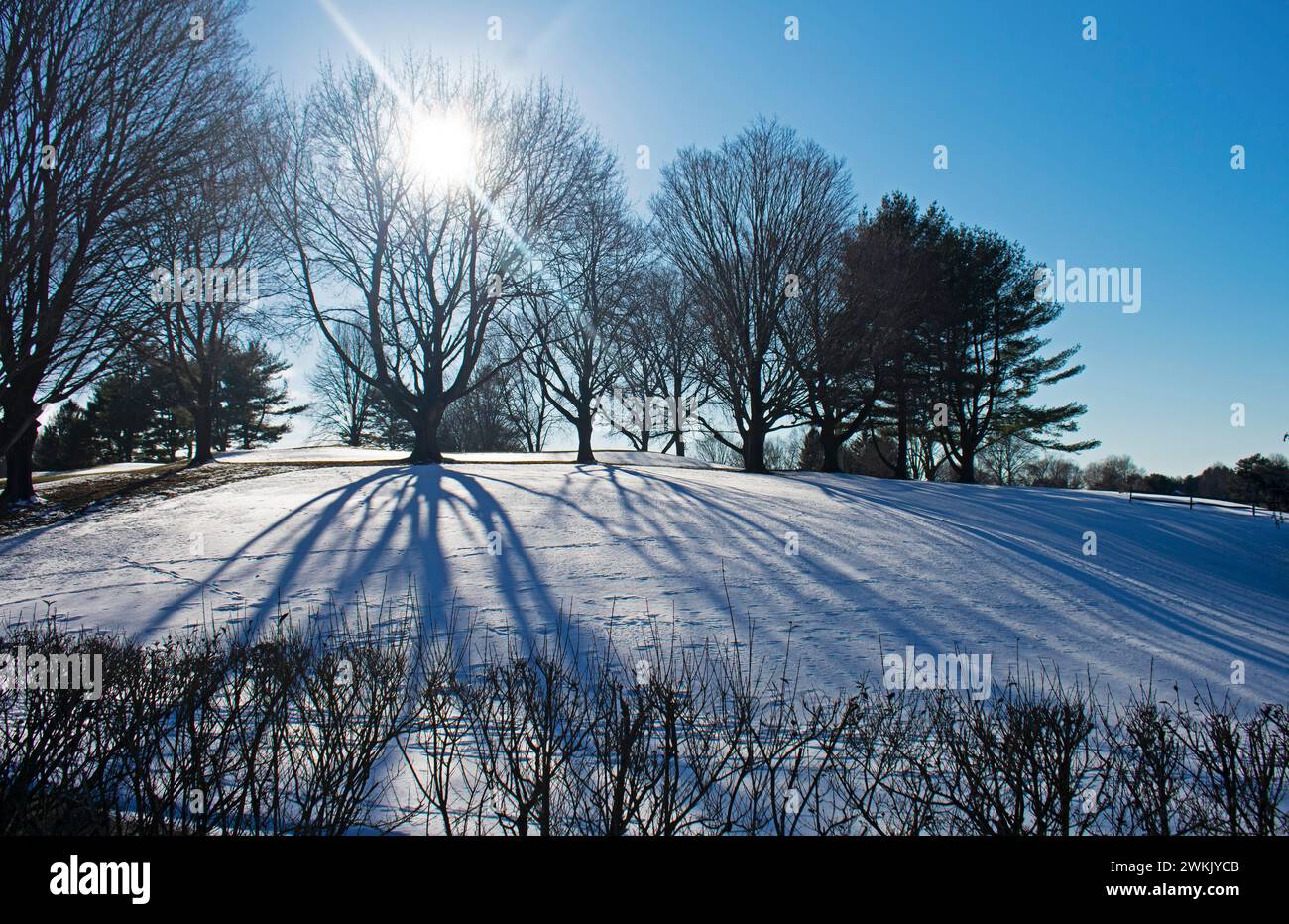 Lange Schatten von kargen Bäumen, die am späten Nachmittag an einem sonnigen Tag auf ein schneebedecktes Feld fallen Stockfoto