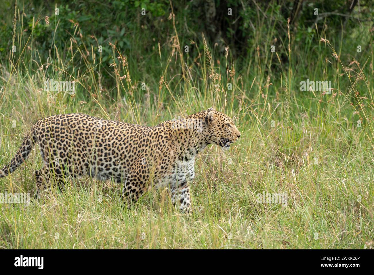 Leoparden spazieren durch das hohe Gras, Masaai Mara Kenia Africa Stockfoto