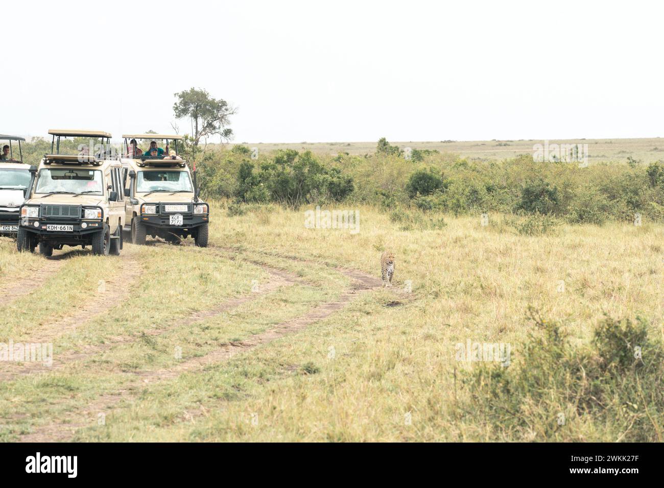 Masaai Mara, Kenia - 9. März 2023: Safari-Fahrzeuge verfolgen einen Leoparden, während er auf einer Feldpiste spaziert Stockfoto