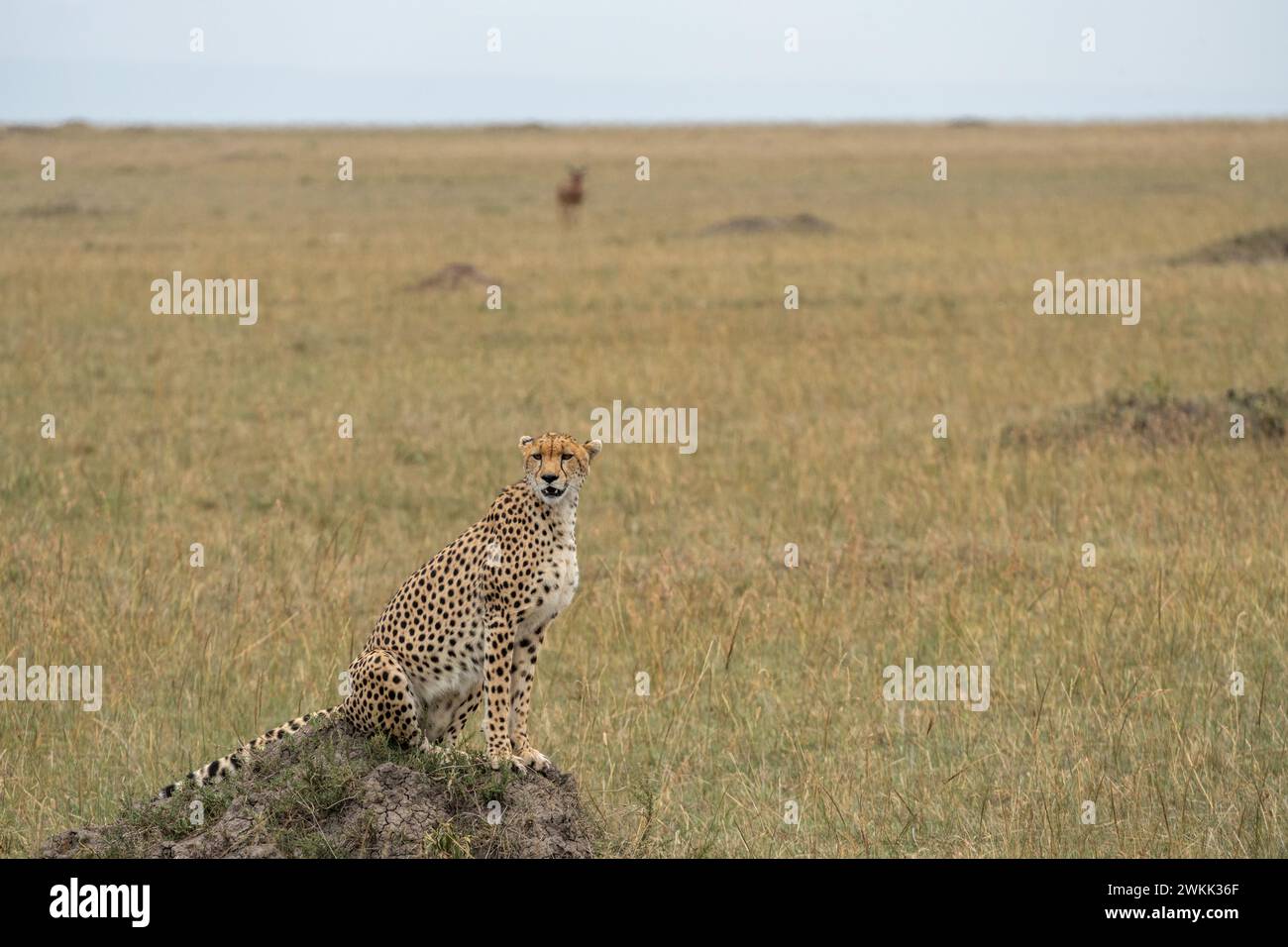 Gepard, auf einem Termitenhügel, auf der Suche nach Beute. Masaai Mara Kenia Stockfoto