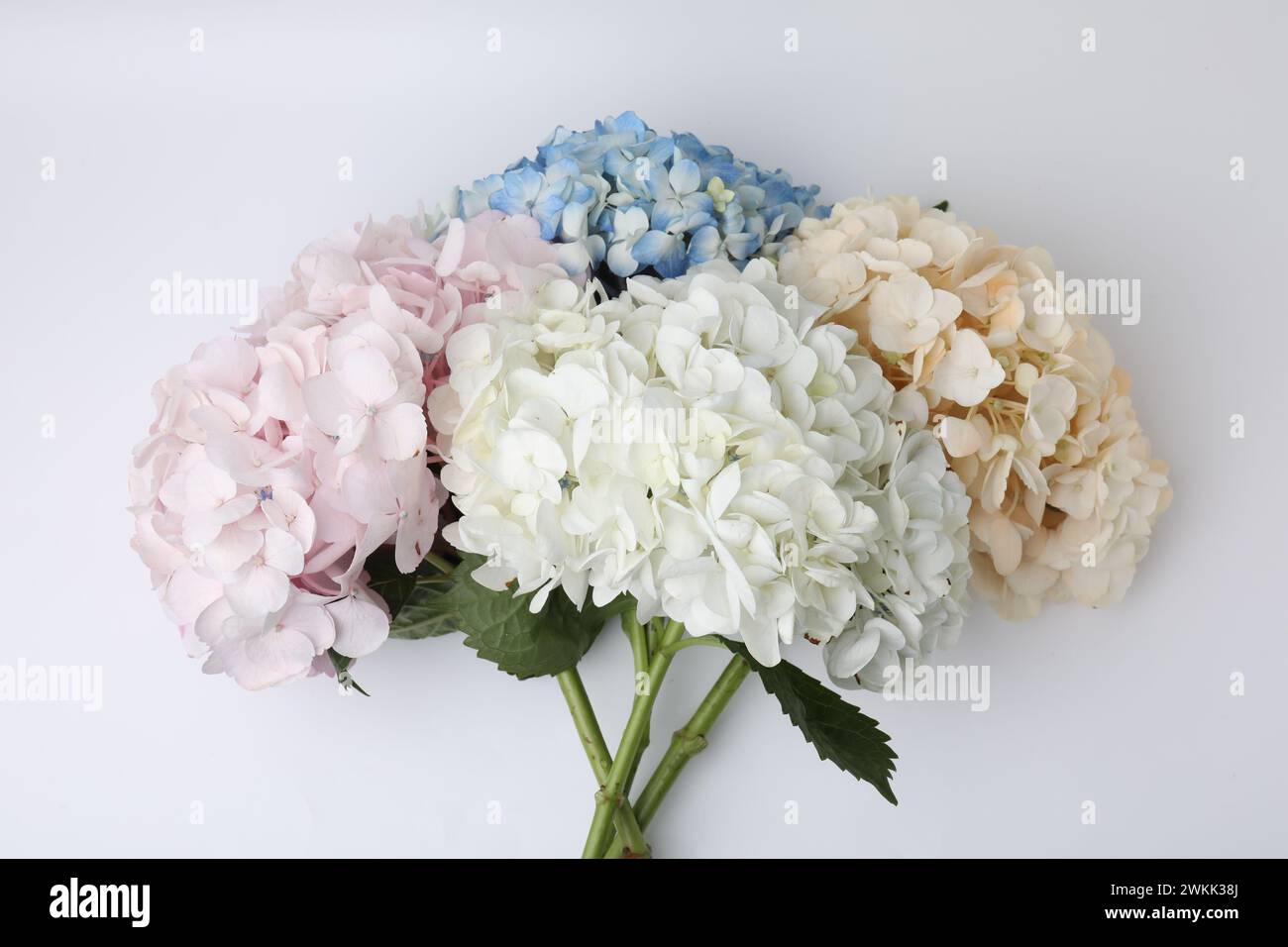 Wunderschöne Pastell Hortensie Blumen auf weißem Hintergrund, Blick von oben Stockfoto