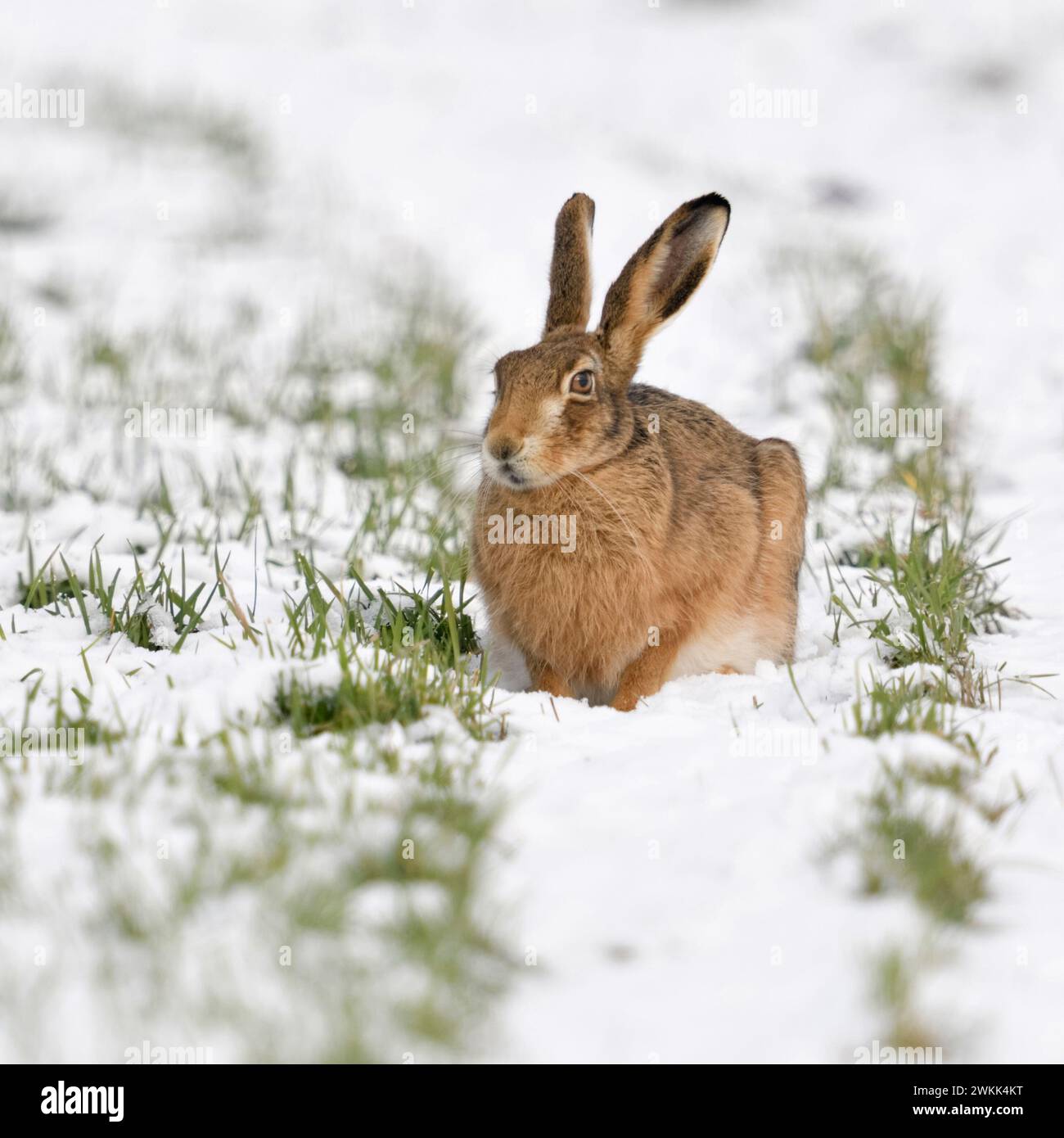 Braunhase / Europäischer Hase ( Lepus europaeus ) im Winter, sitzend auf schneebedecktem Ackerland, Wildtiere, Europa. Stockfoto