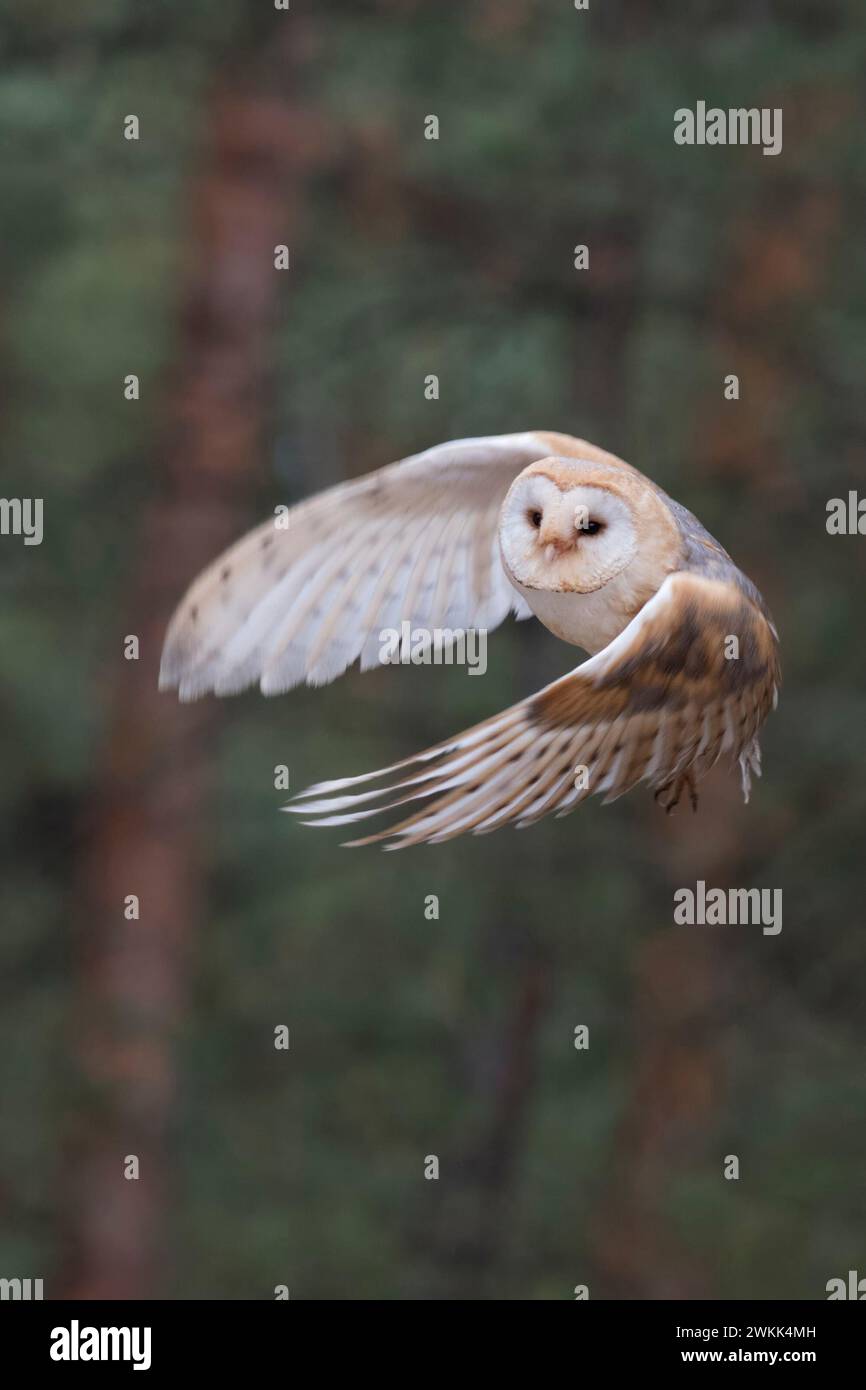 Scheuneneule ( Tyto alba ) im energischen Flug, fliegen, jagen am Rande eines Waldes, Frontalansicht, Detailaufnahme, Europa. Stockfoto