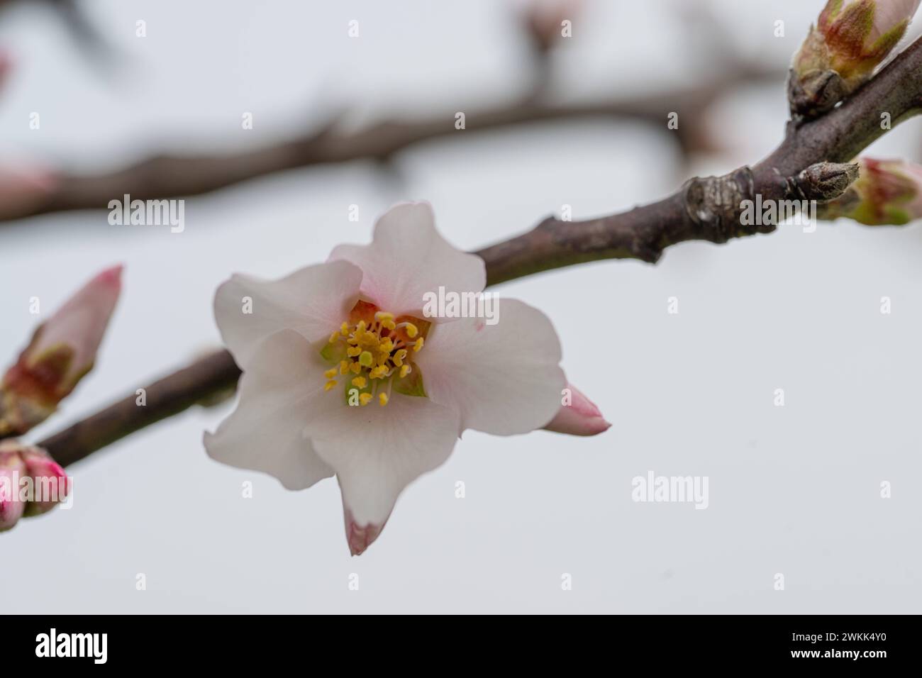 Frühlingsblüte in Nahaufnahme , Natur, Deutschland, Rheinland-Pfalz, Siebeldingen, 21.02.2024, Zarte Mandelblüte, sanfter Fokus, unscharfer Hintergrund. *** Frühlingsblüte Nahaufnahme, Natur, Deutschland, Rheinland-Pfalz, Siebeldingen, 21 02 2024, zarte Mandelblüte, weicher Fokus, verschwommener Hintergrund Stockfoto