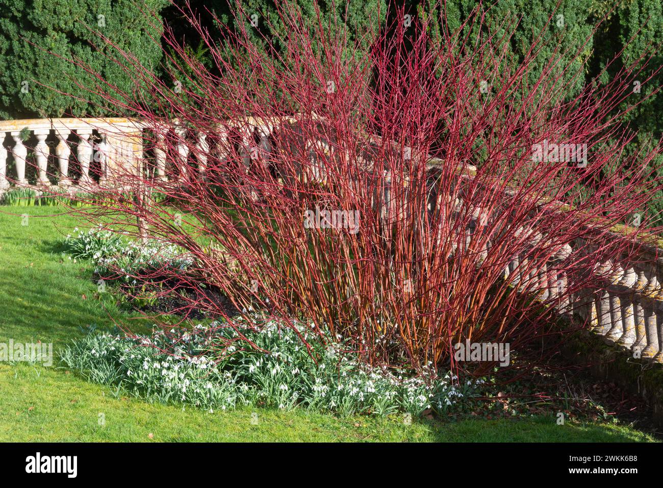 Blick auf die Gärten des Colesbourne Park Country Anwesens in Gloucestershire, England, Großbritannien, mit Schneeglöckchen blühenden im Februar Stockfoto