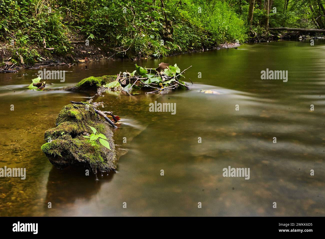 Ruhiger Waldstrom mit moosbedecktem Baumstamm und üppigem Grün Stockfoto