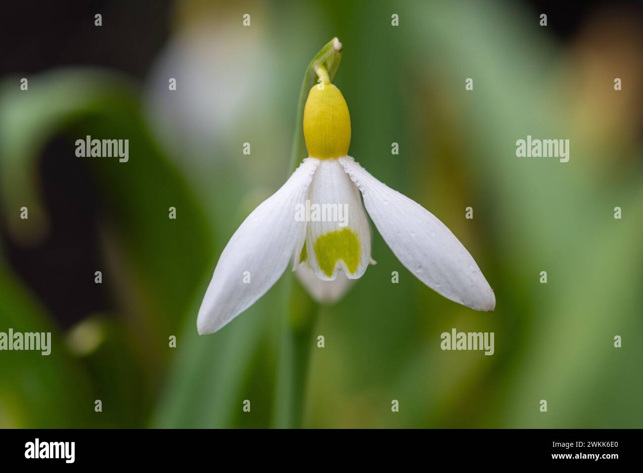 Galanthus „Primrose Warburg“ Schneeglöckchen-Sorte oder -Sorte blüht im Februar, England, Großbritannien Stockfoto