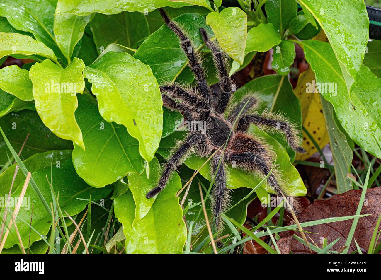 Die brasilianische Tarantula oder Theraphosidae fotografiert auf einer Farm im Nordosten Brasiliens Stockfoto